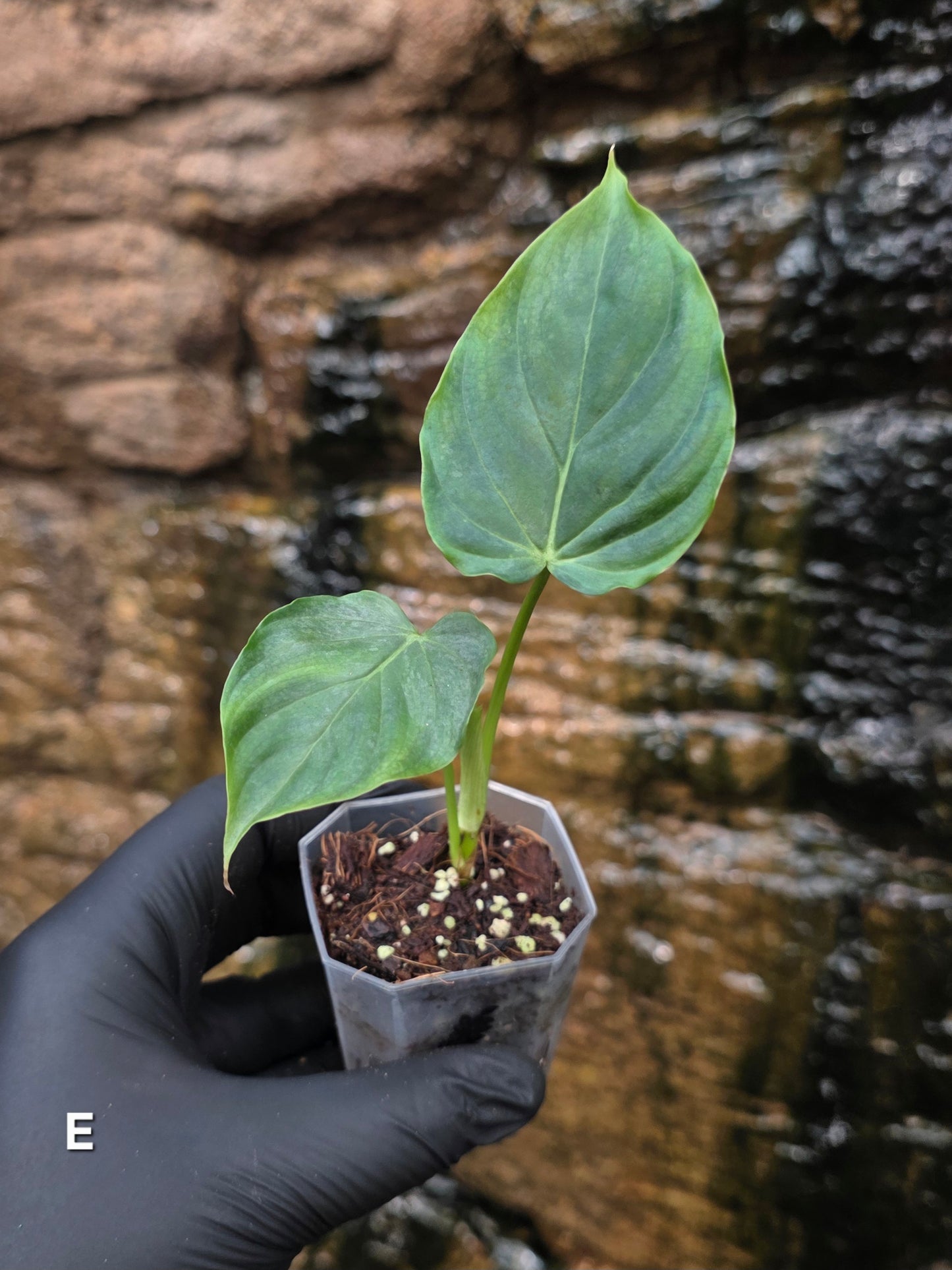 NEW RELEASE AS OF 16/06/25 Philodendron Verrucosum x Majestic