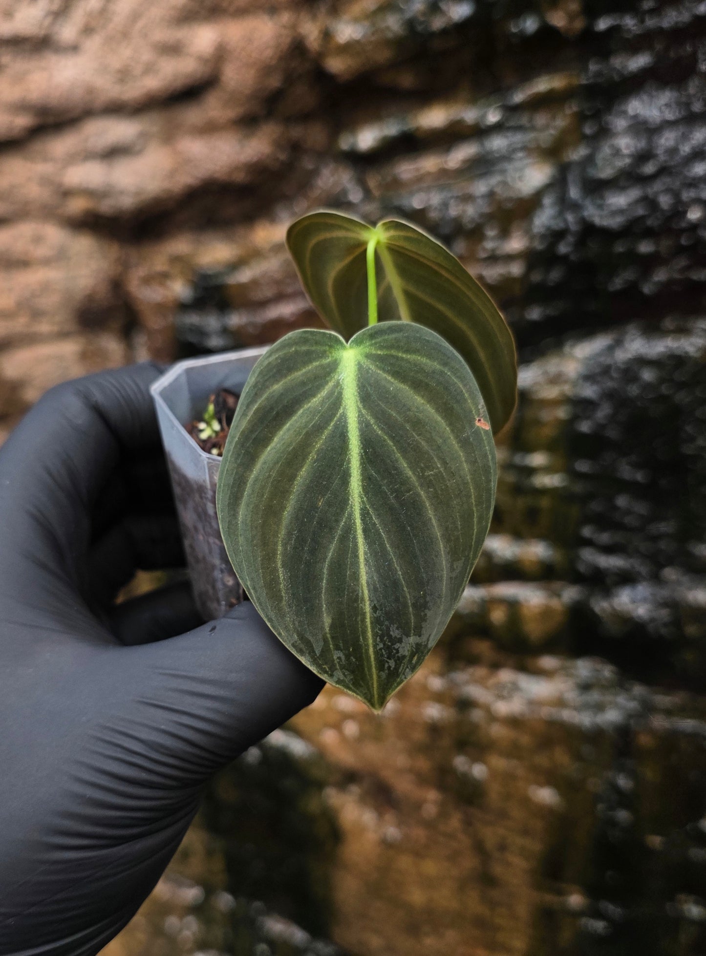 Philodendron Melanochrysum variegated