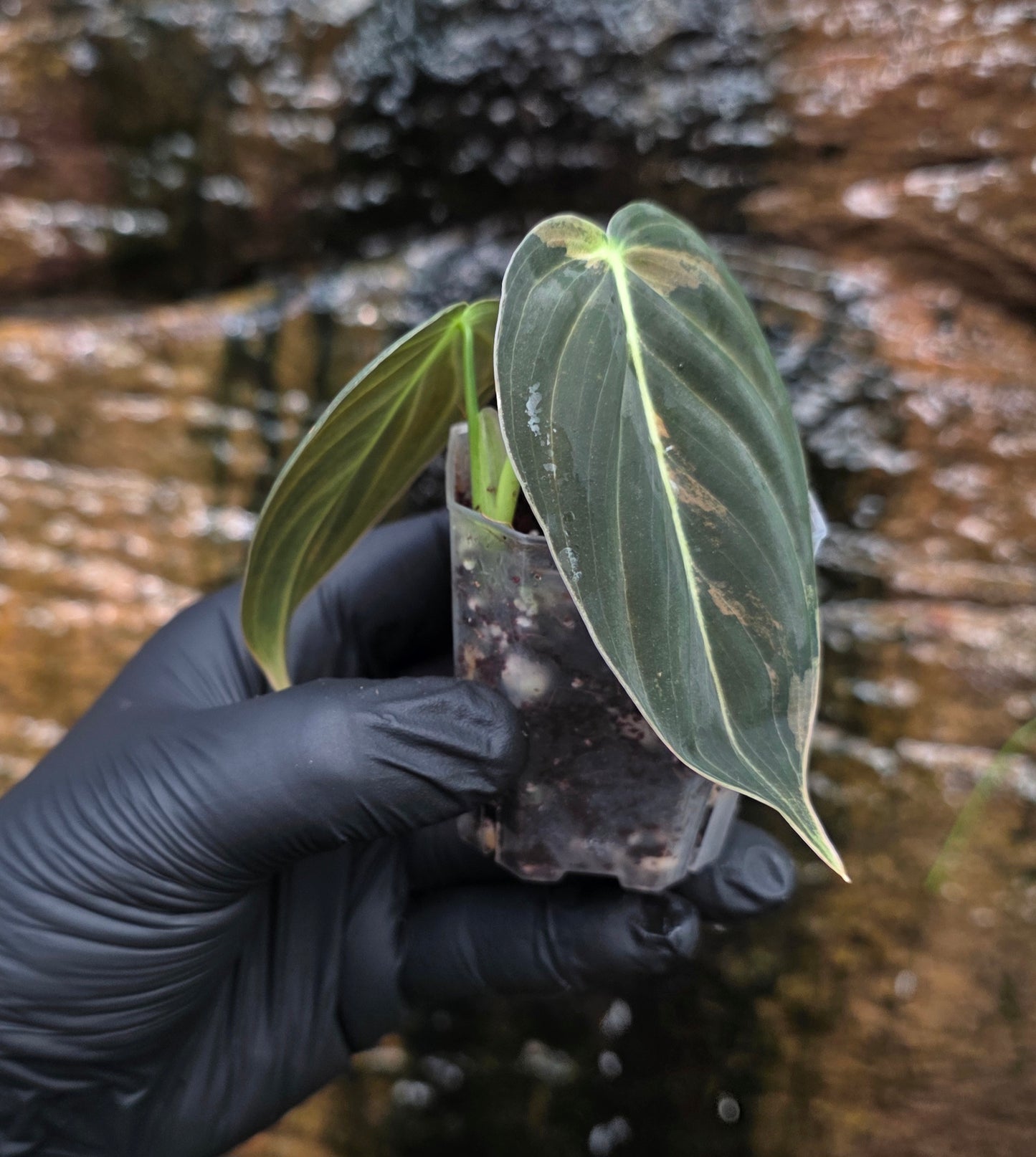 Philodendron Melanochrysum variegated