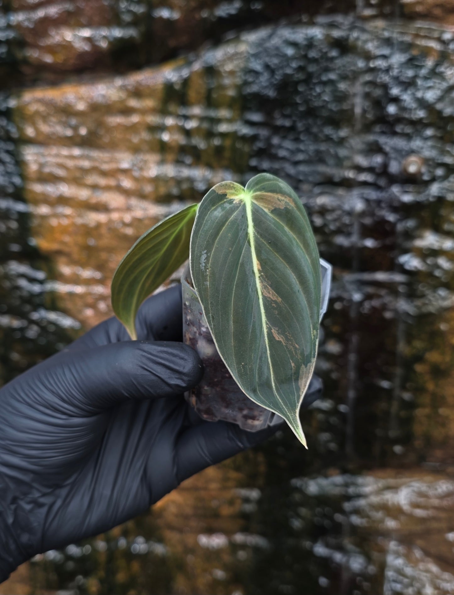 Philodendron Melanochrysum variegated