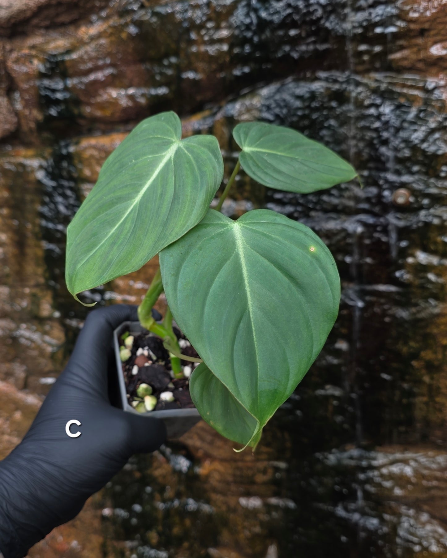 NEW HYBRID* Philodendron Dean McDowell x Glorious