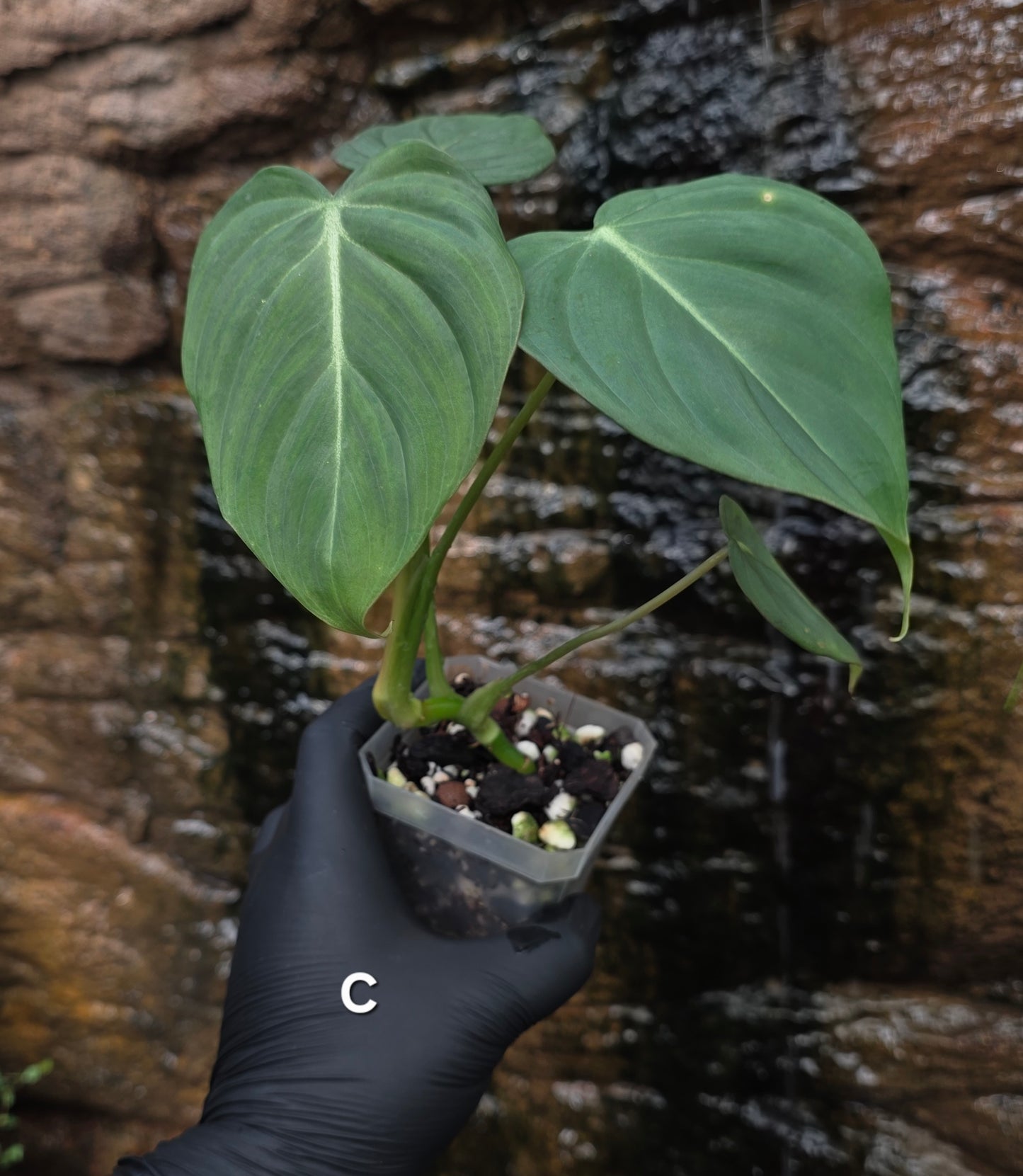 NEW HYBRID* Philodendron Dean McDowell x Glorious