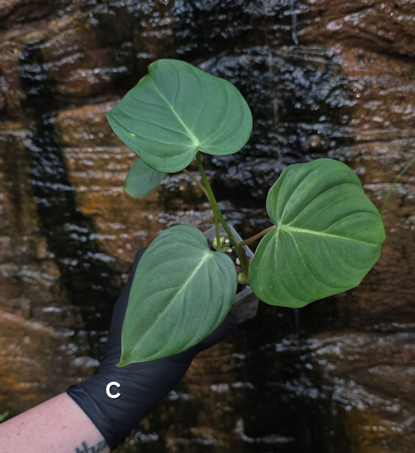 NEW HYBRID* Philodendron Dean McDowell x Glorious