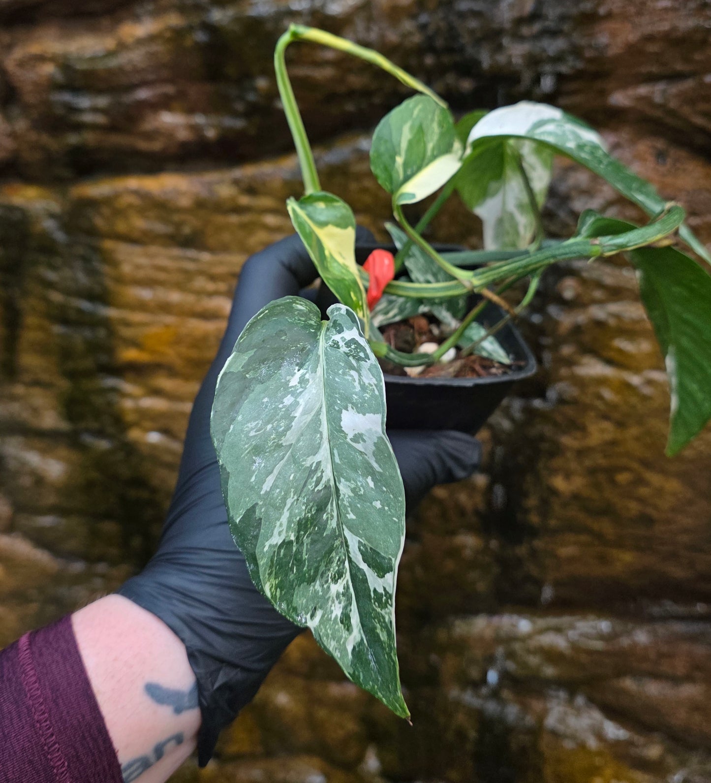 Variegated Epipremnum Pinnatum albo