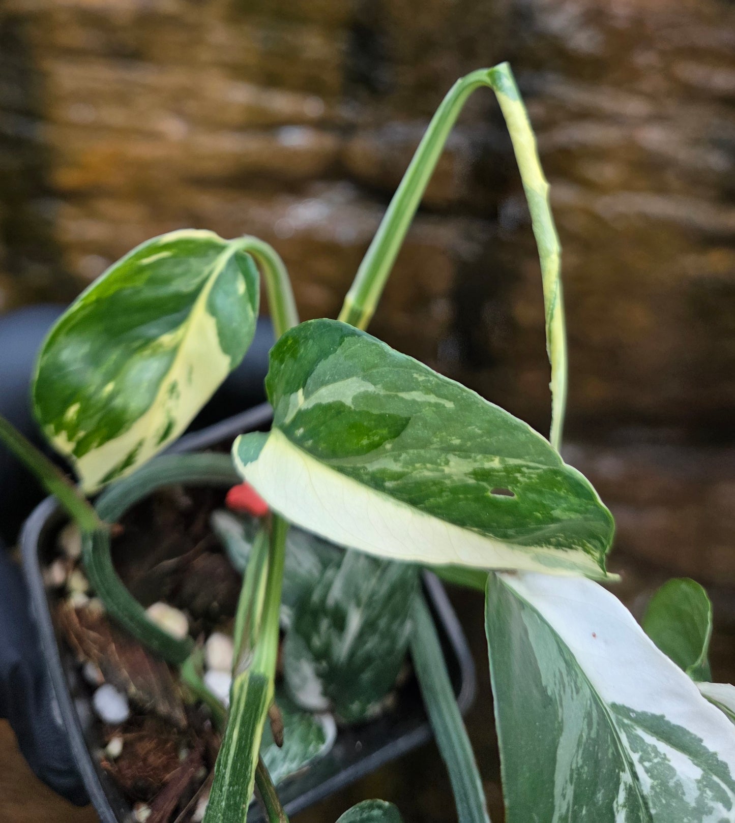 Variegated Epipremnum Pinnatum albo