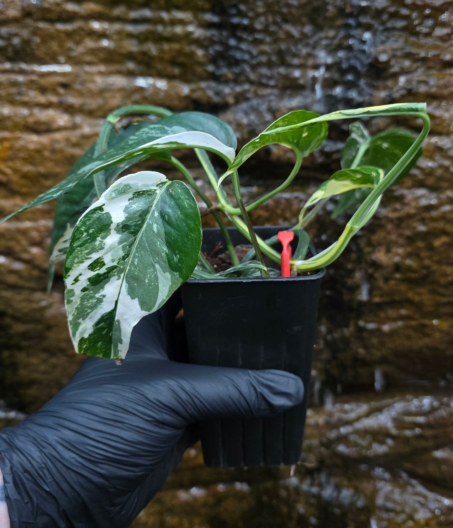 Variegated Epipremnum Pinnatum albo