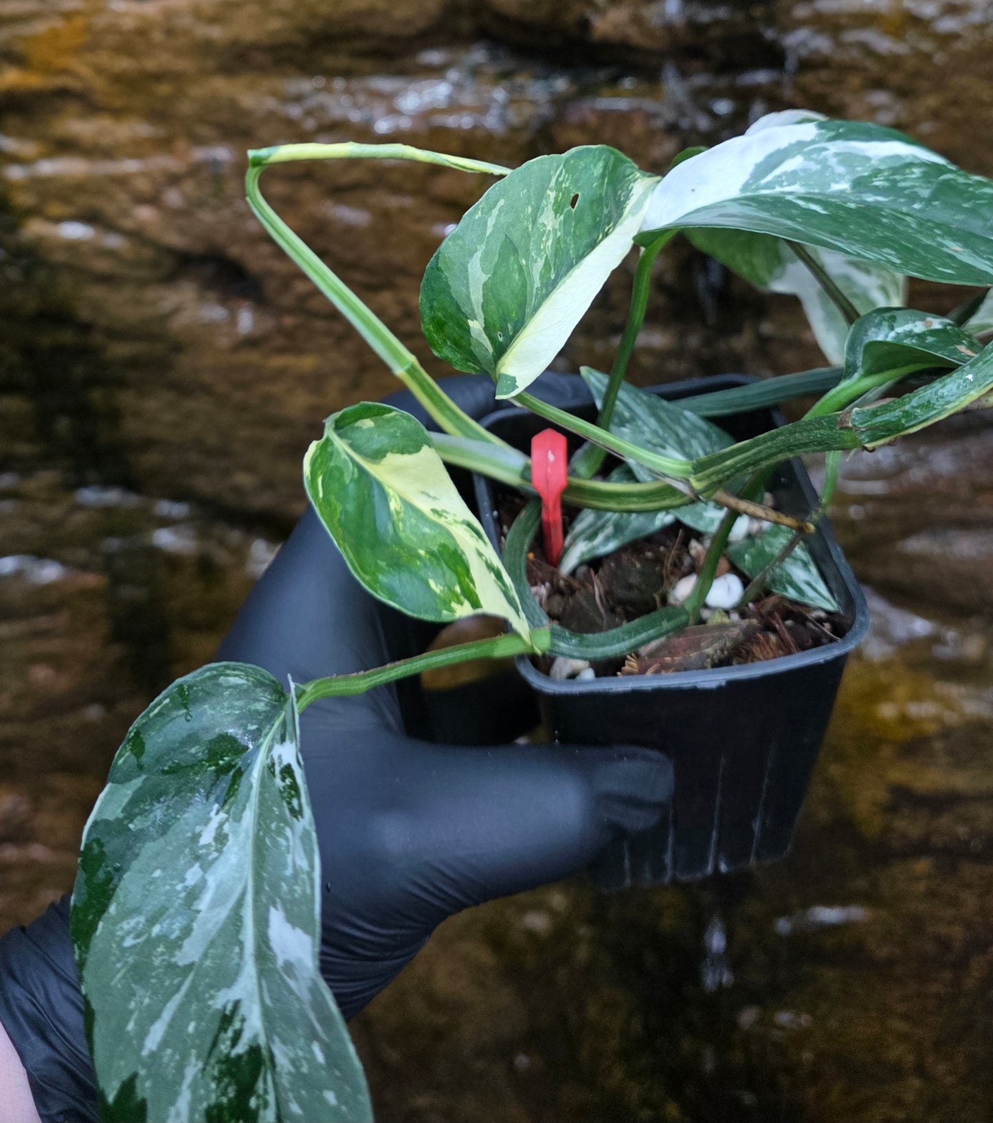 Variegated Epipremnum Pinnatum albo
