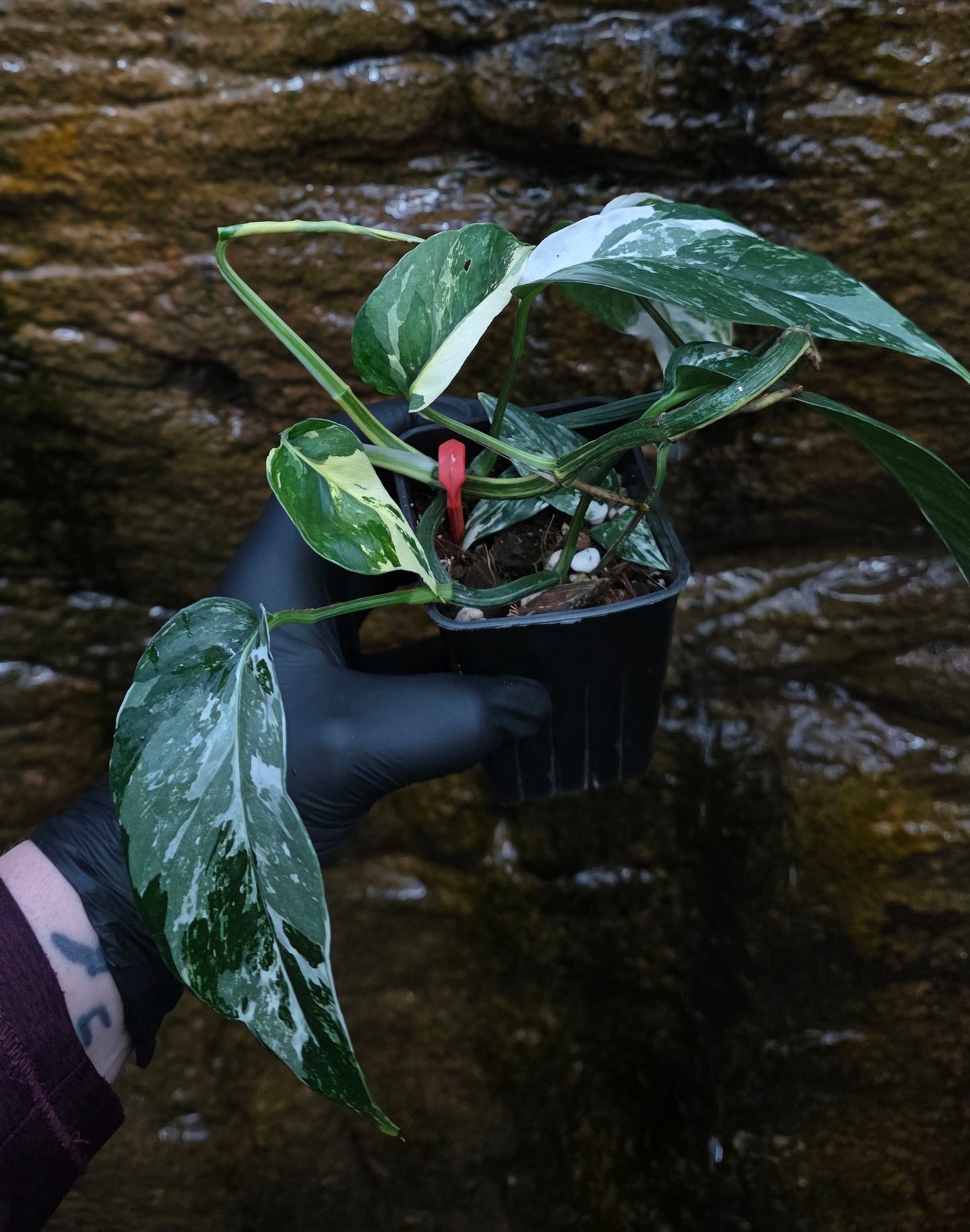 Variegated Epipremnum Pinnatum albo