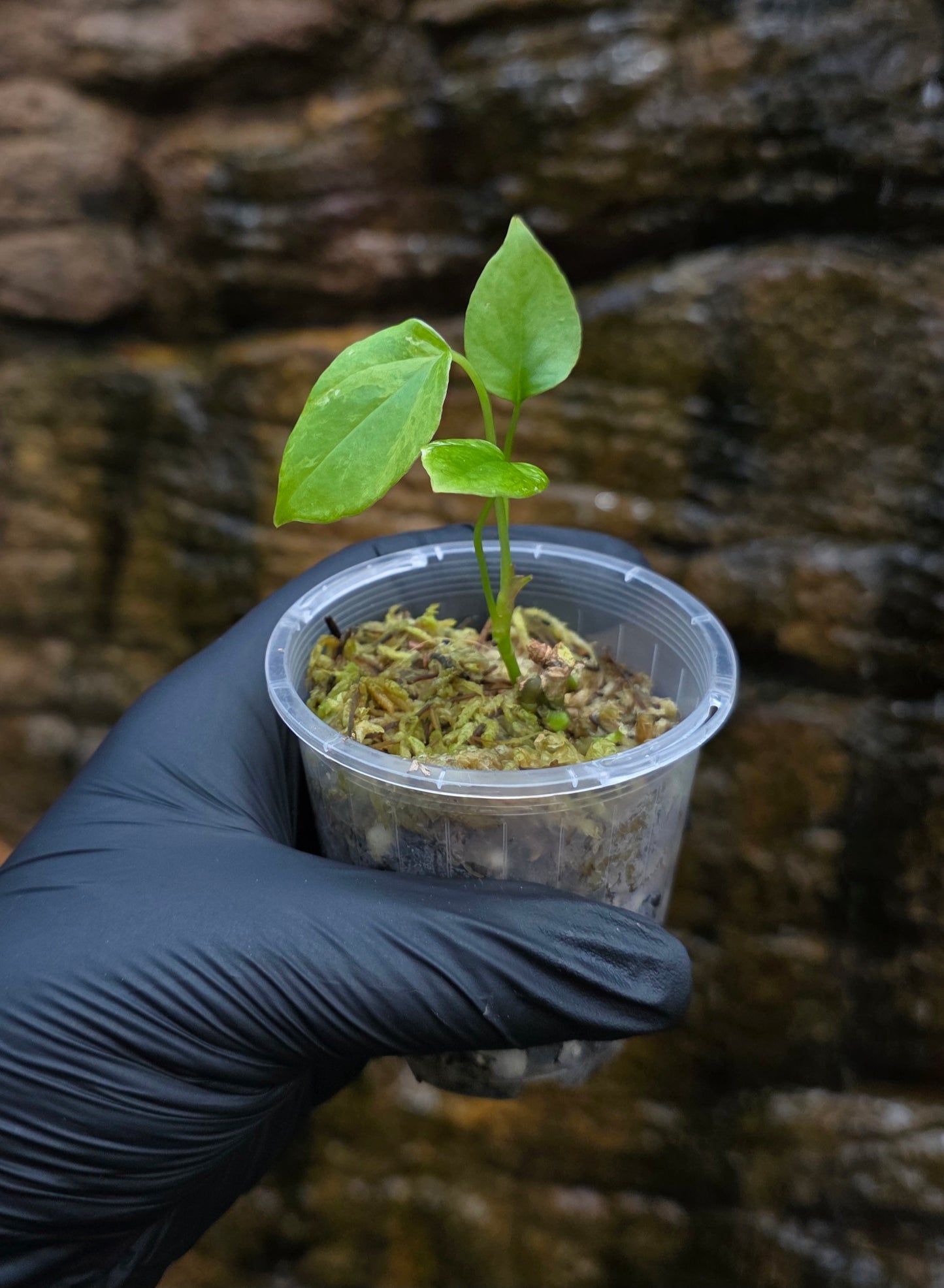 Anthurium Balaoanum