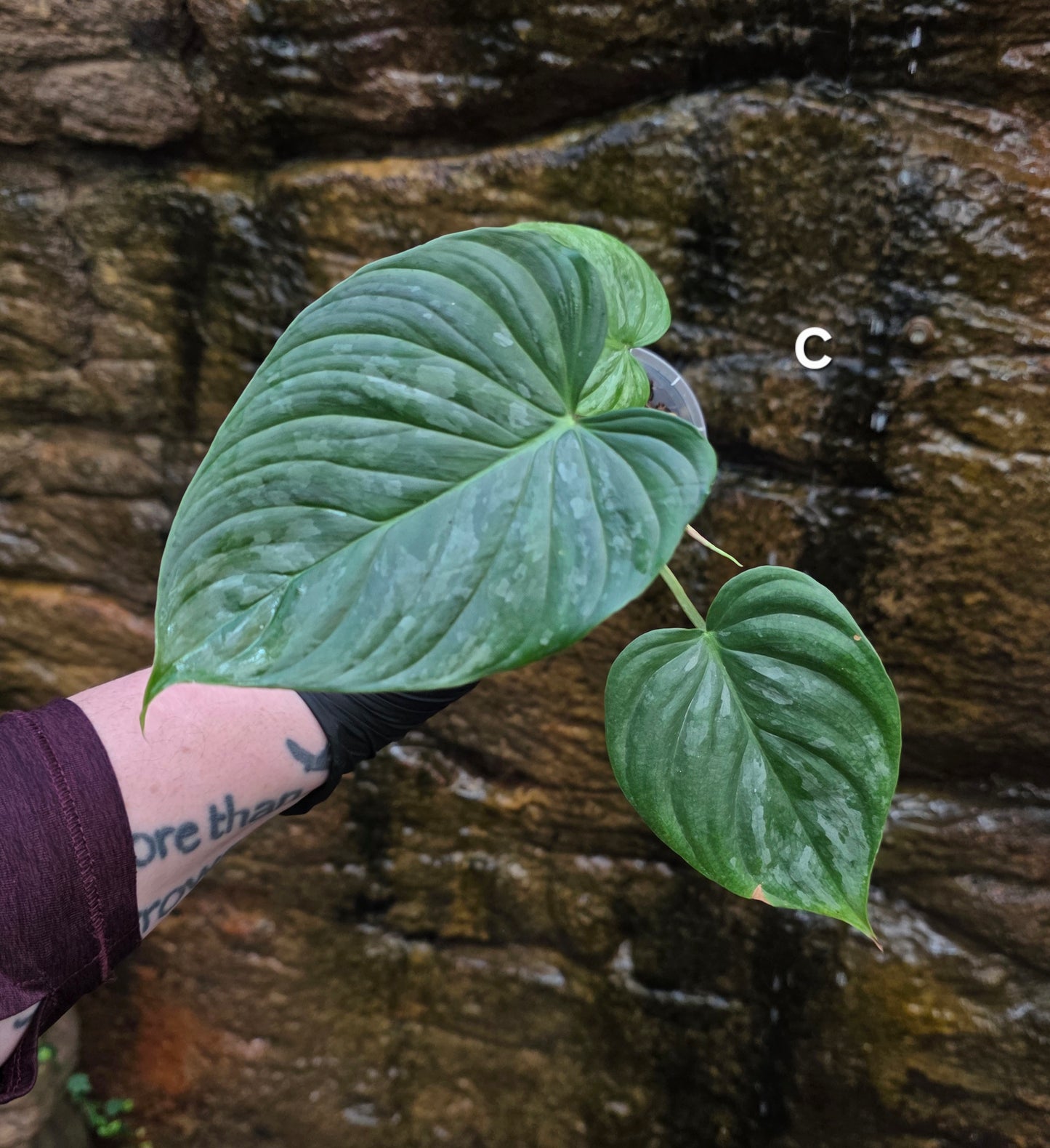 Philodendron Majestic