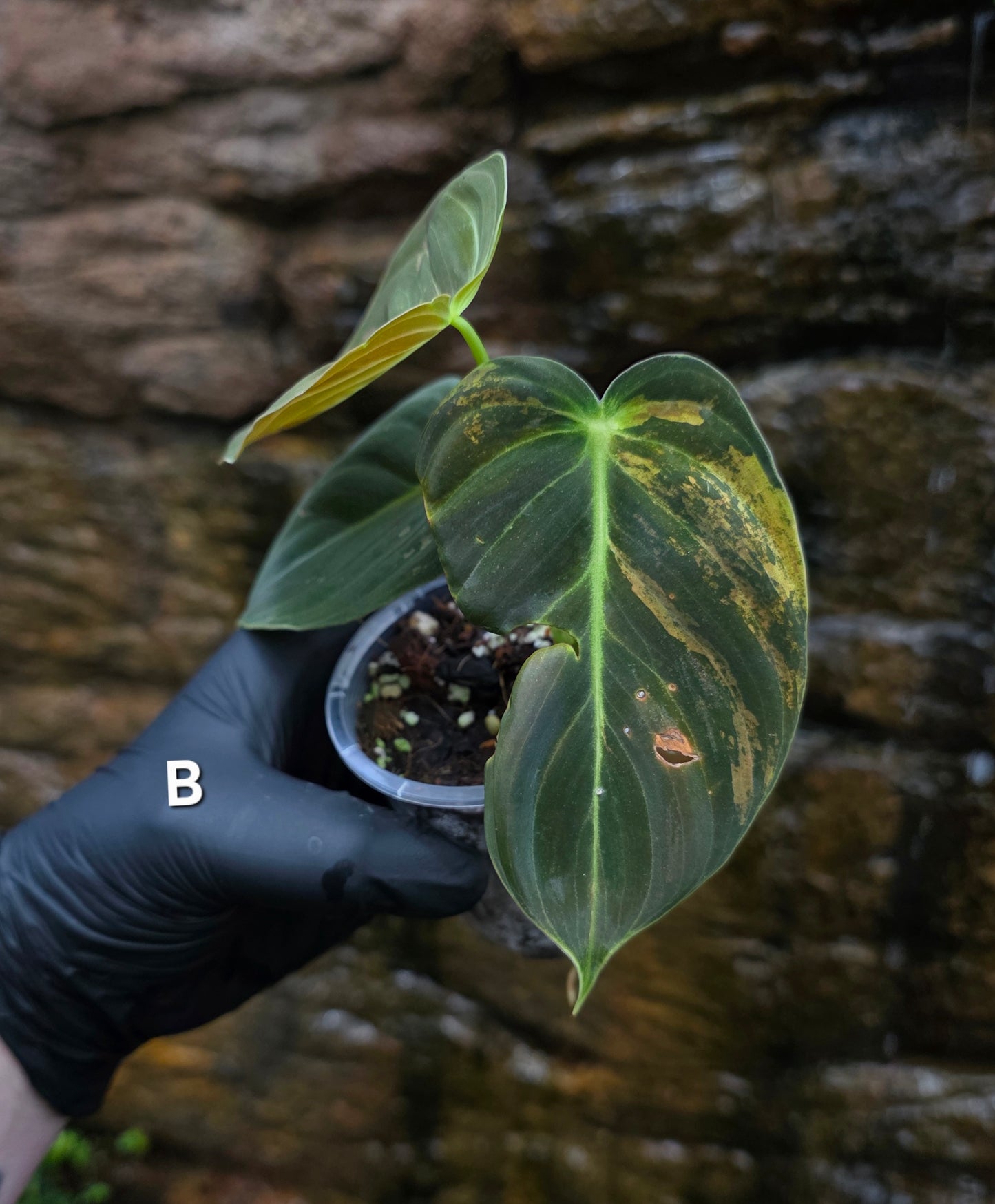Philodendron Melanochrysum variegated
