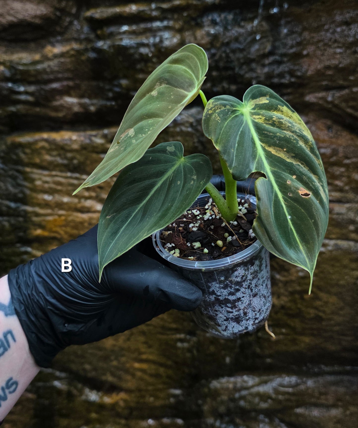 Philodendron Melanochrysum variegated