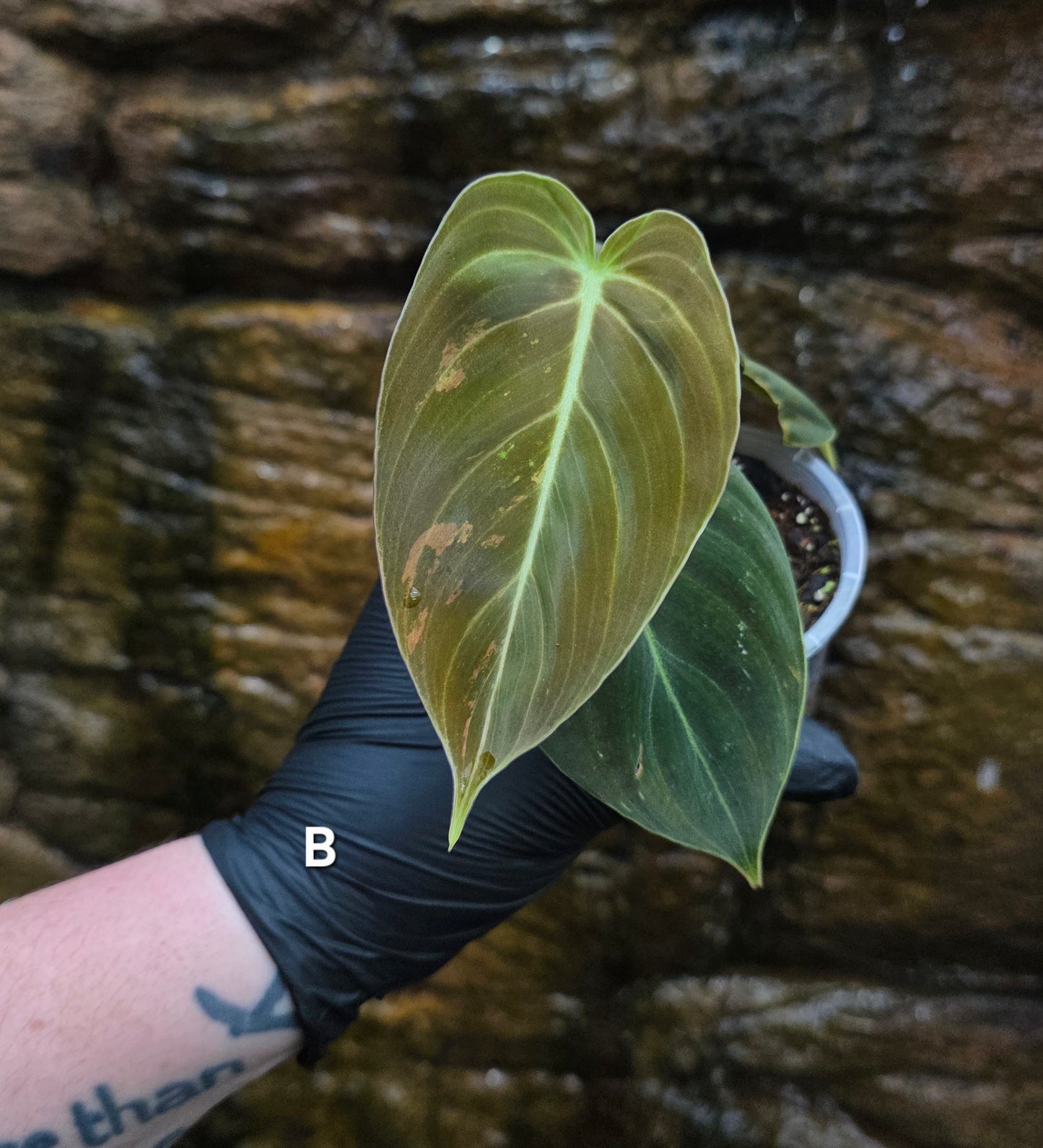 Philodendron Melanochrysum variegated