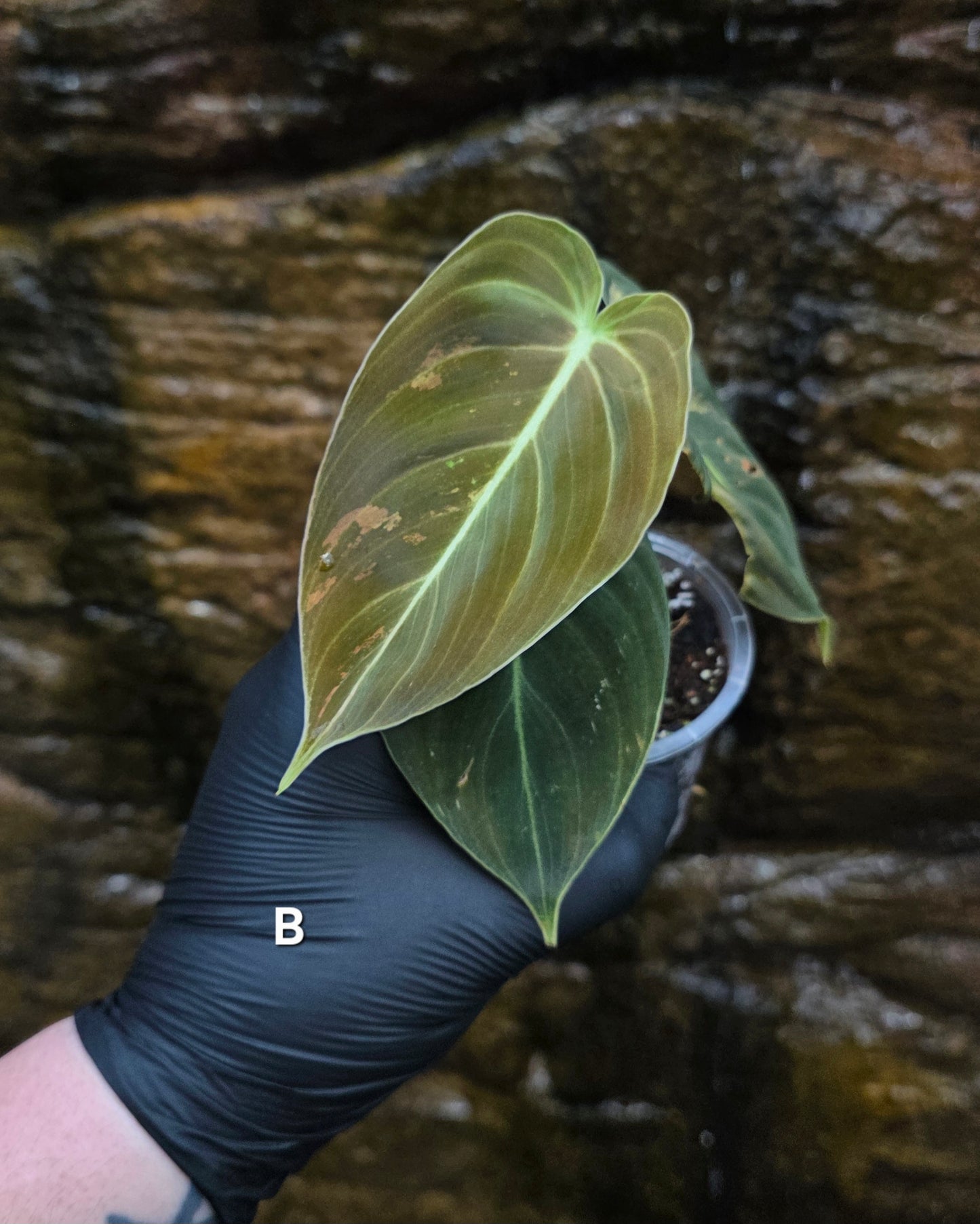 Philodendron Melanochrysum variegated