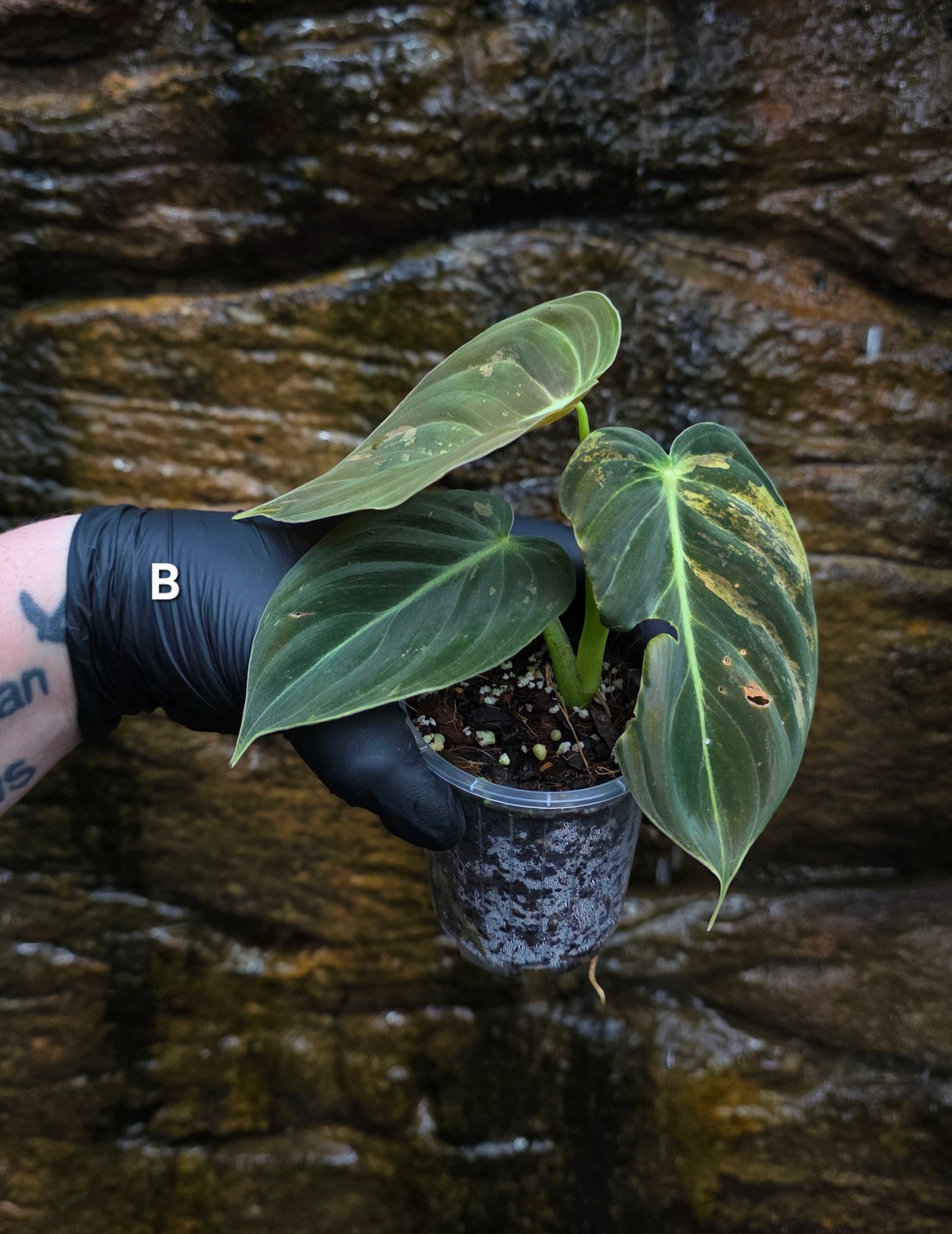 Philodendron Melanochrysum variegated