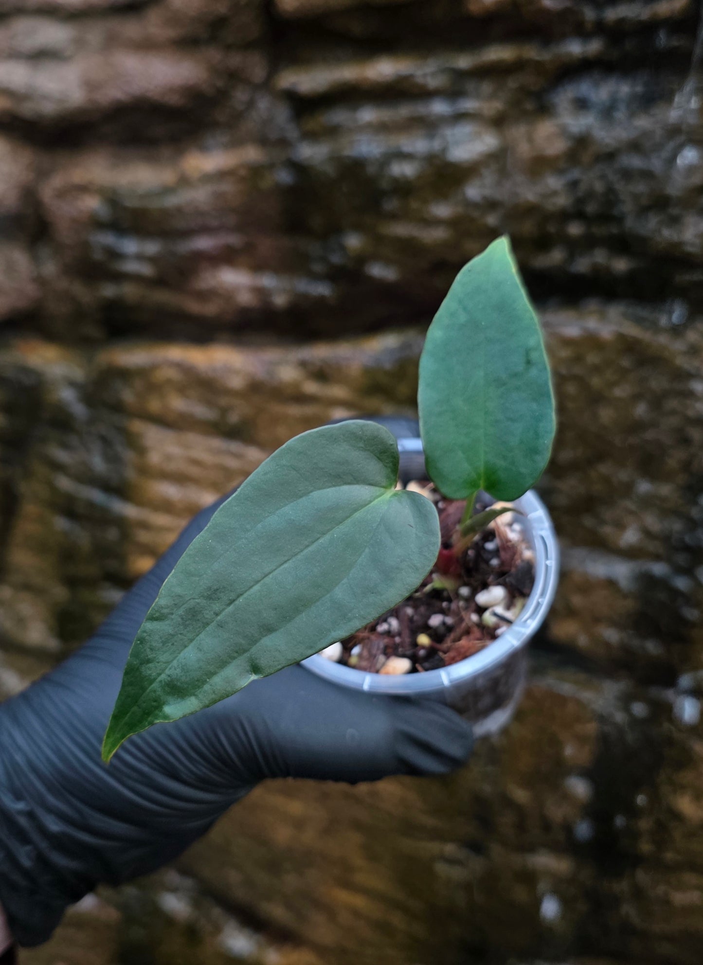 Anthurium Midnight Velvet x Garden Velvet