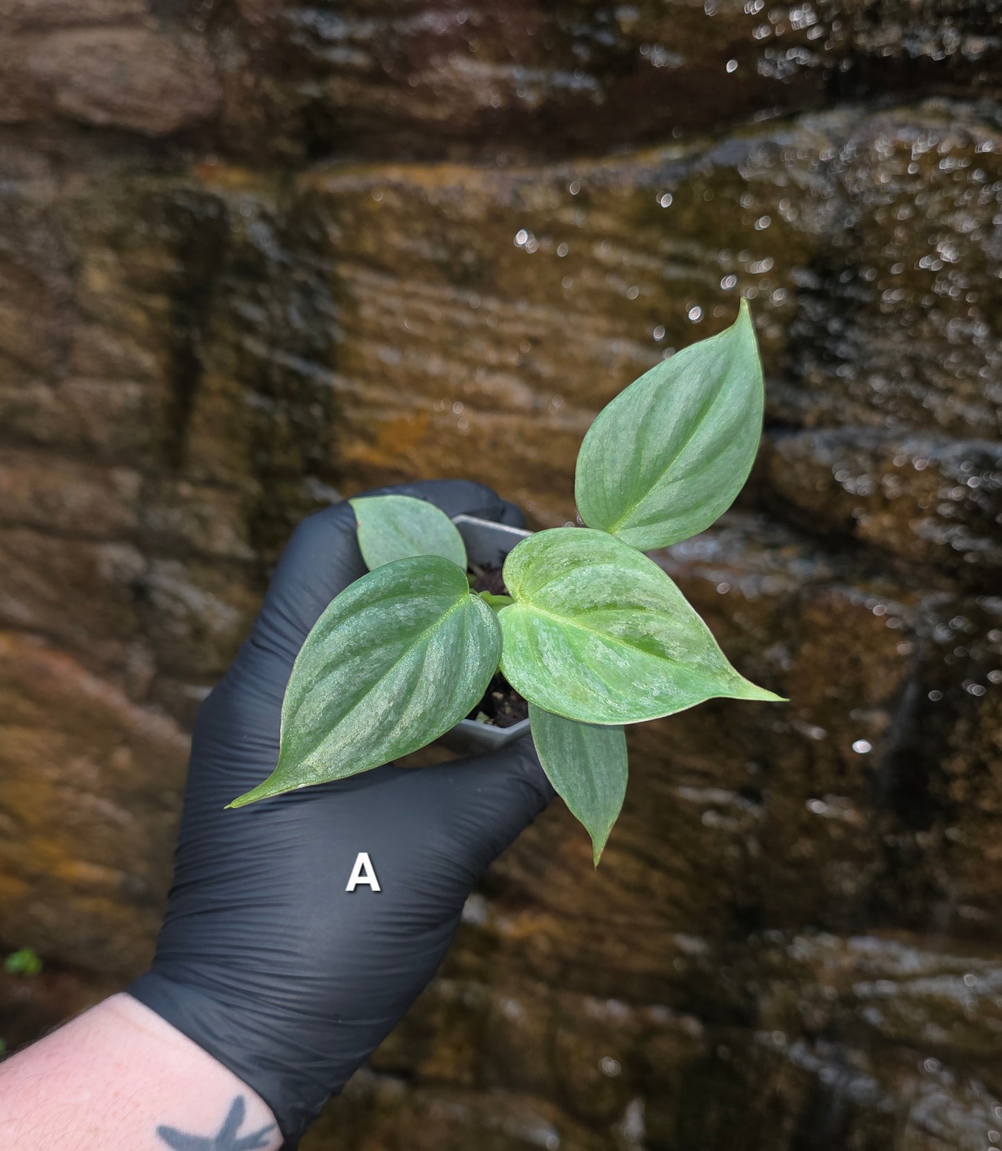 Rare NEW Philodendron Majestic Hybrid seedlings