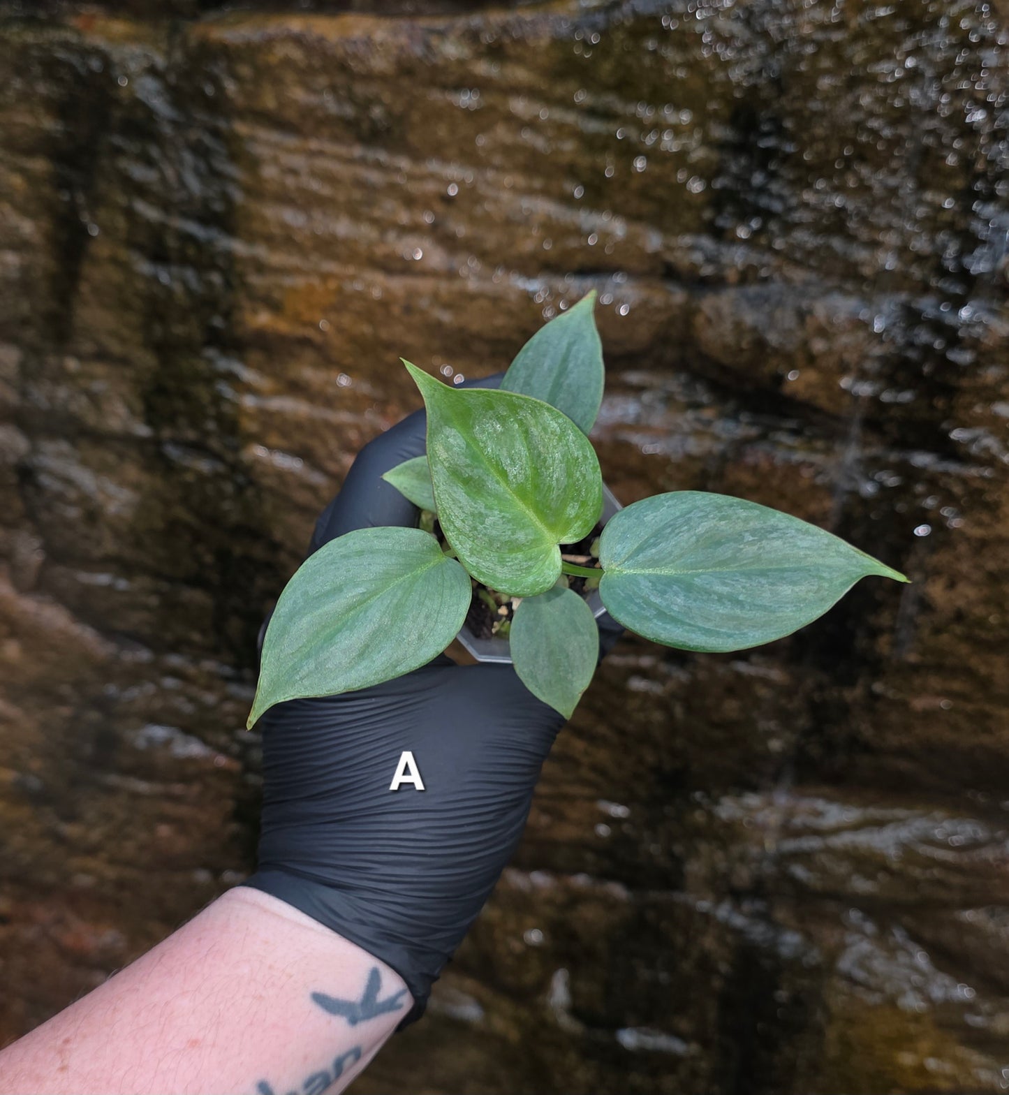 Rare NEW Philodendron Majestic Hybrid seedlings
