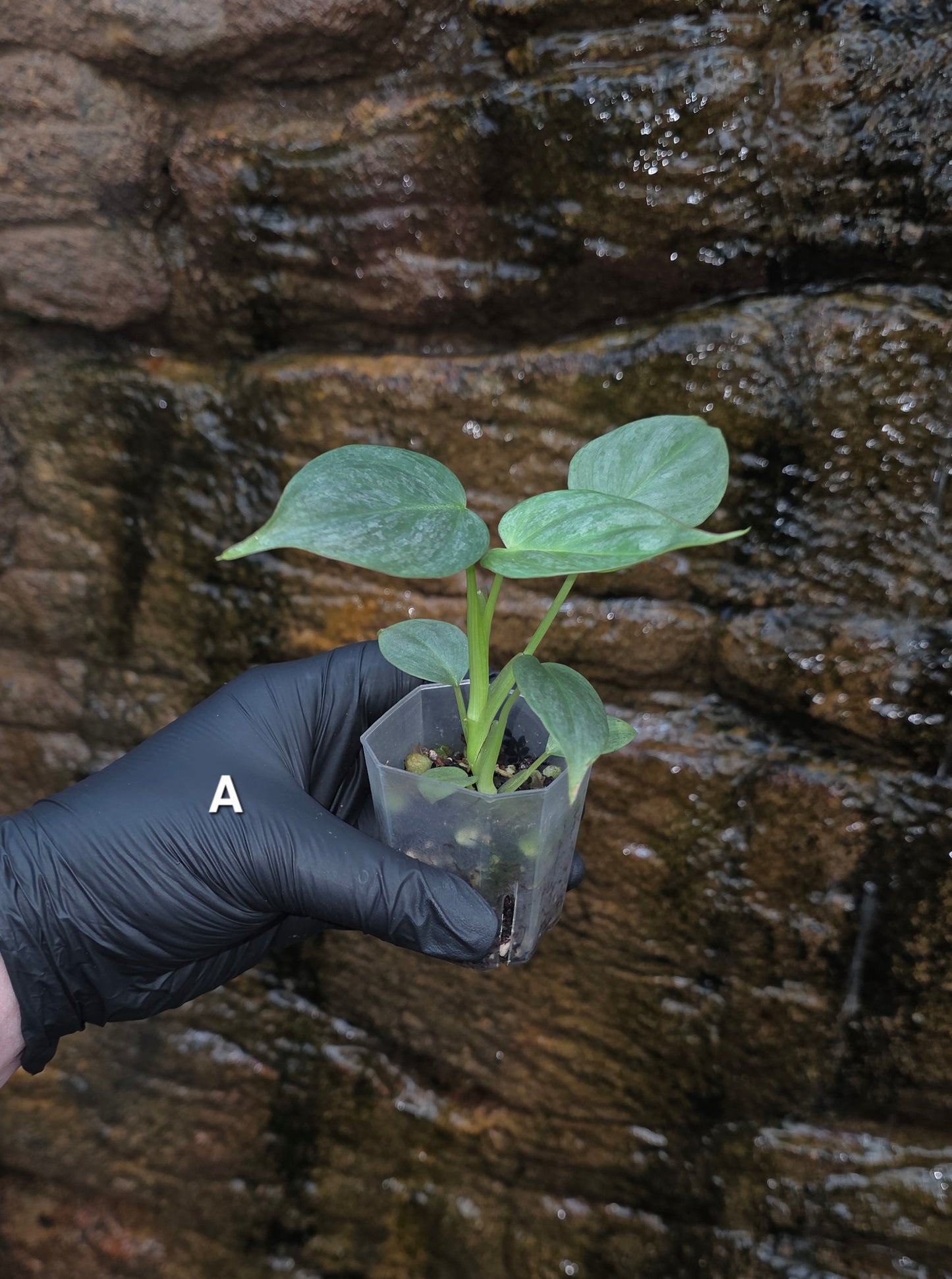 Rare NEW Philodendron Majestic Hybrid seedlings
