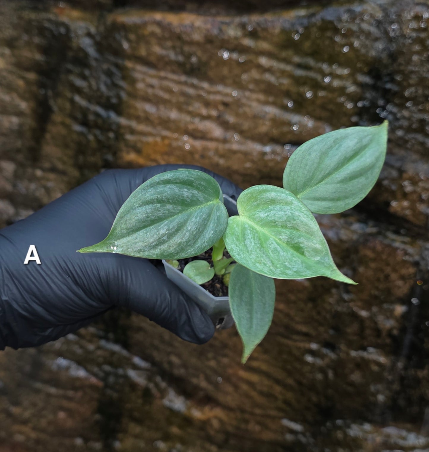 Rare NEW Philodendron Majestic Hybrid seedlings