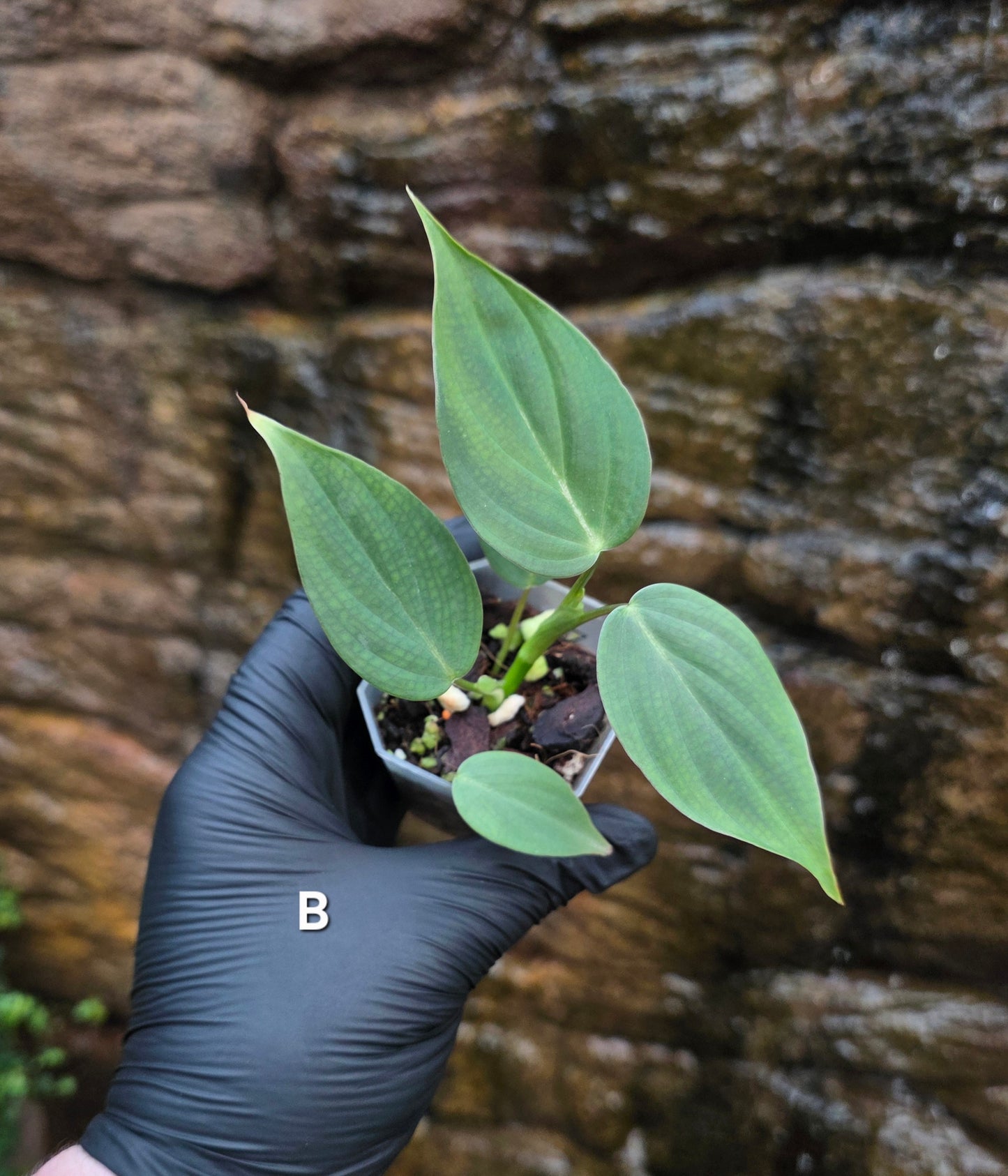Rare NEW Philodendron Majestic Hybrid seedlings