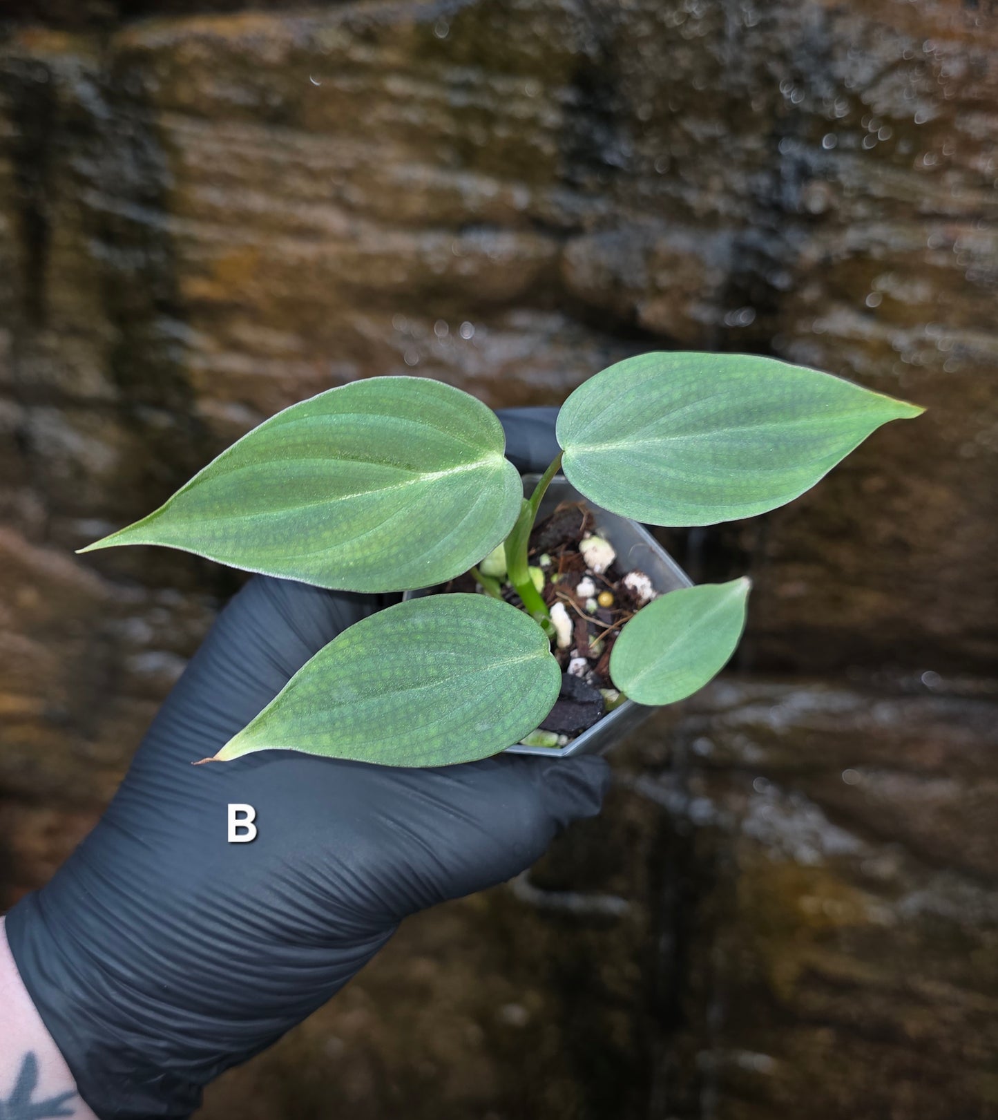 Rare NEW Philodendron Majestic Hybrid seedlings