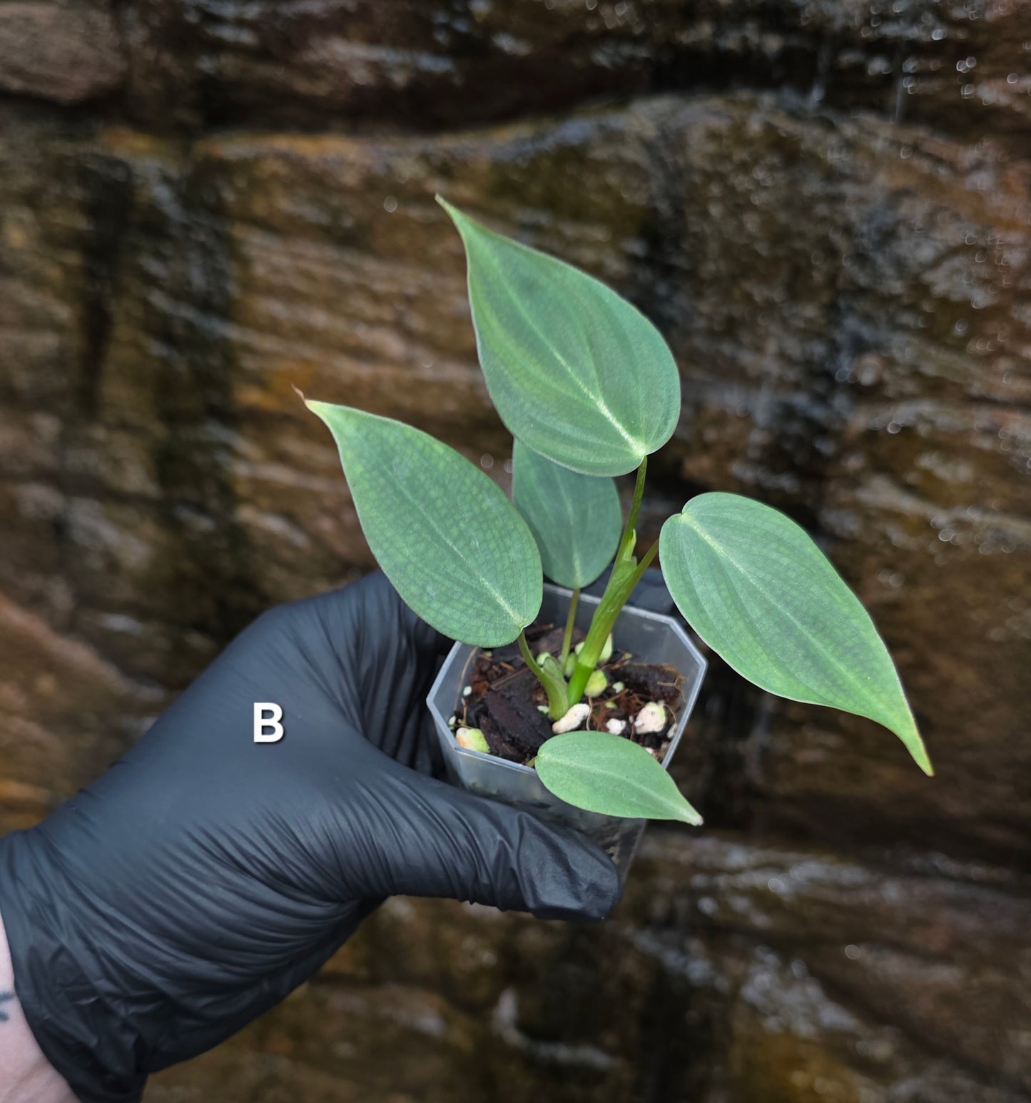 Rare NEW Philodendron Majestic Hybrid seedlings