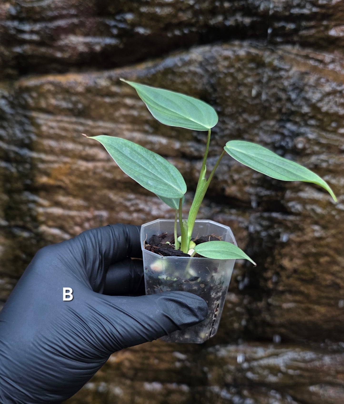Rare NEW Philodendron Majestic Hybrid seedlings