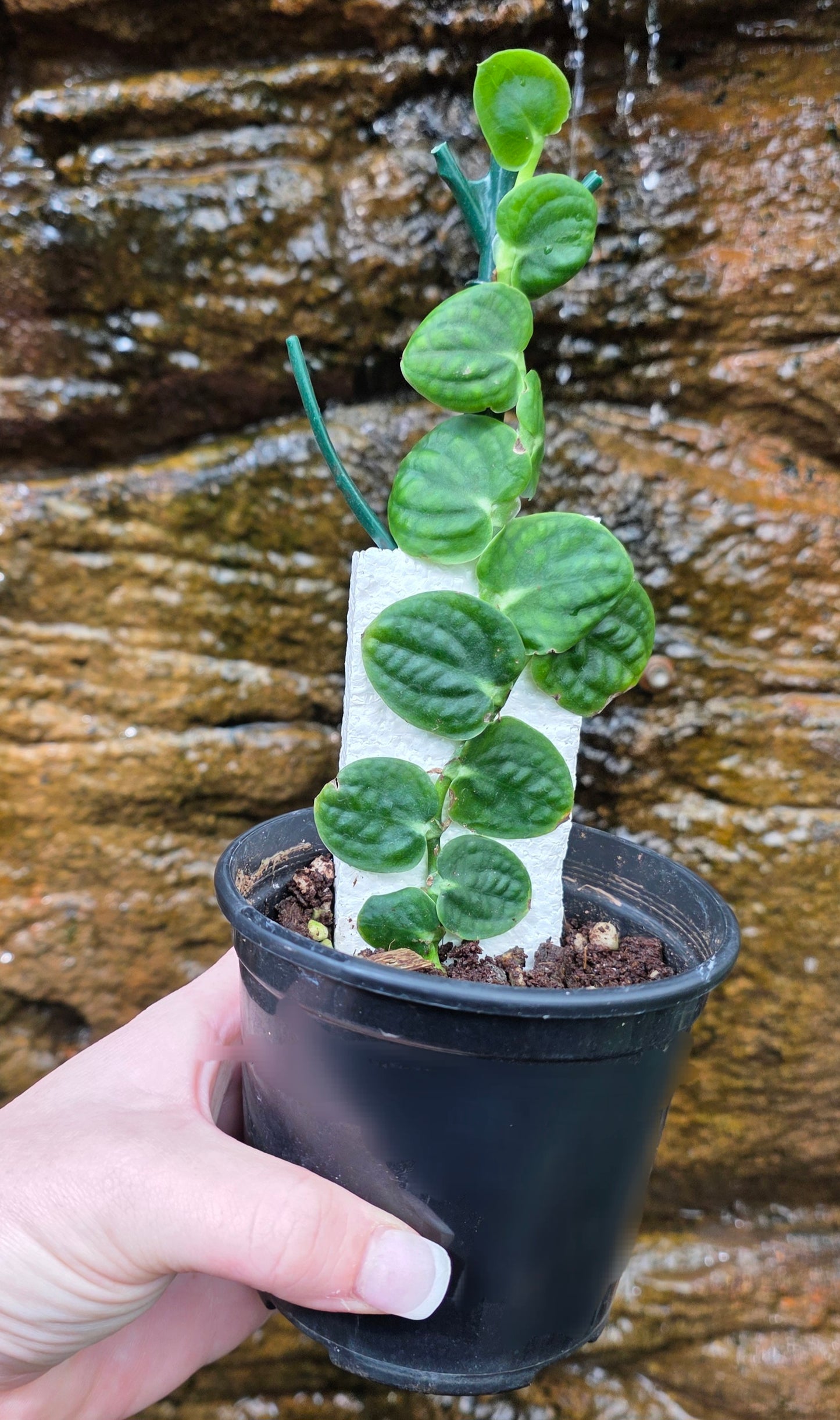 Raphidophora Korthalsii