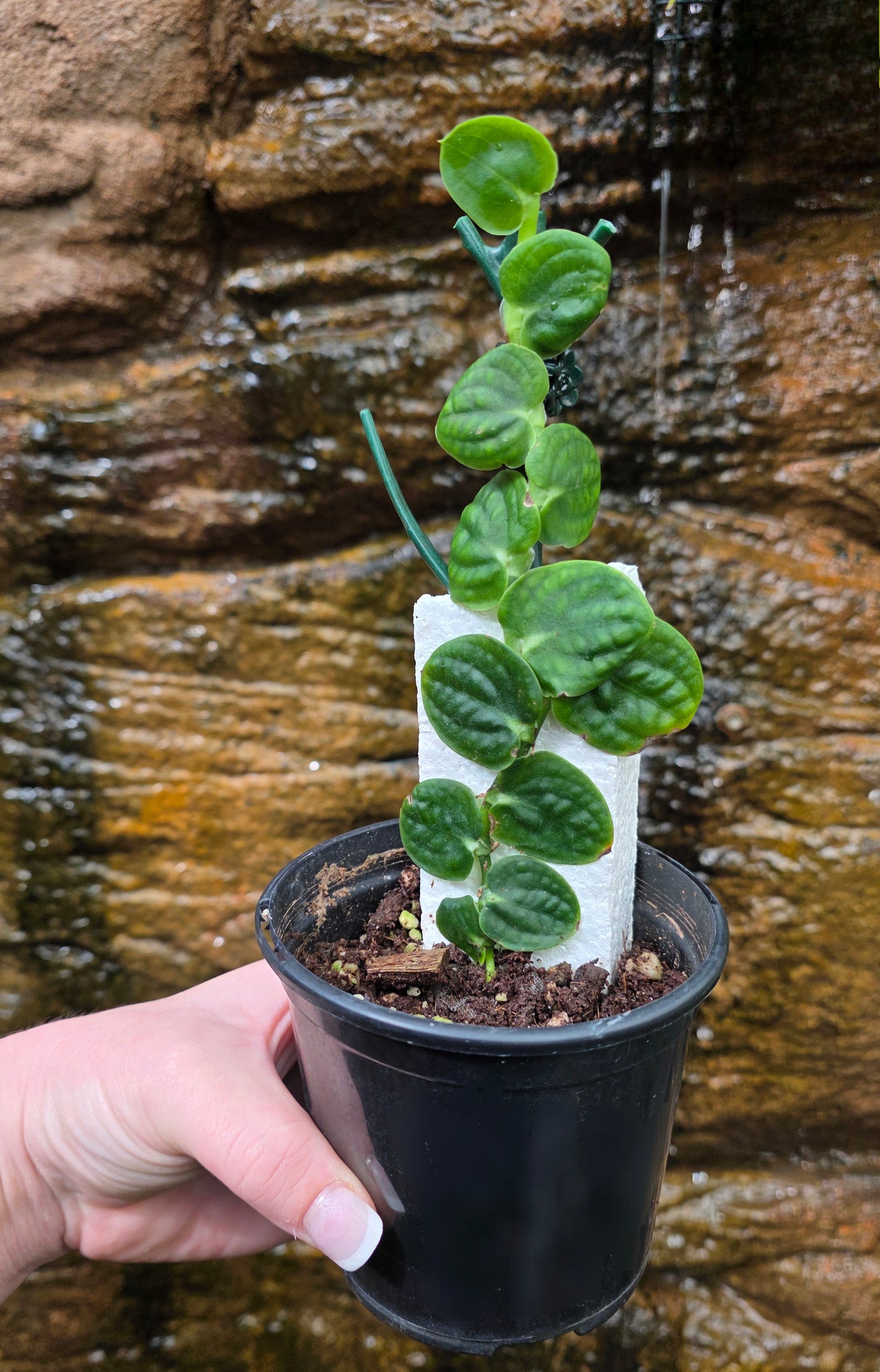 Raphidophora Korthalsii
