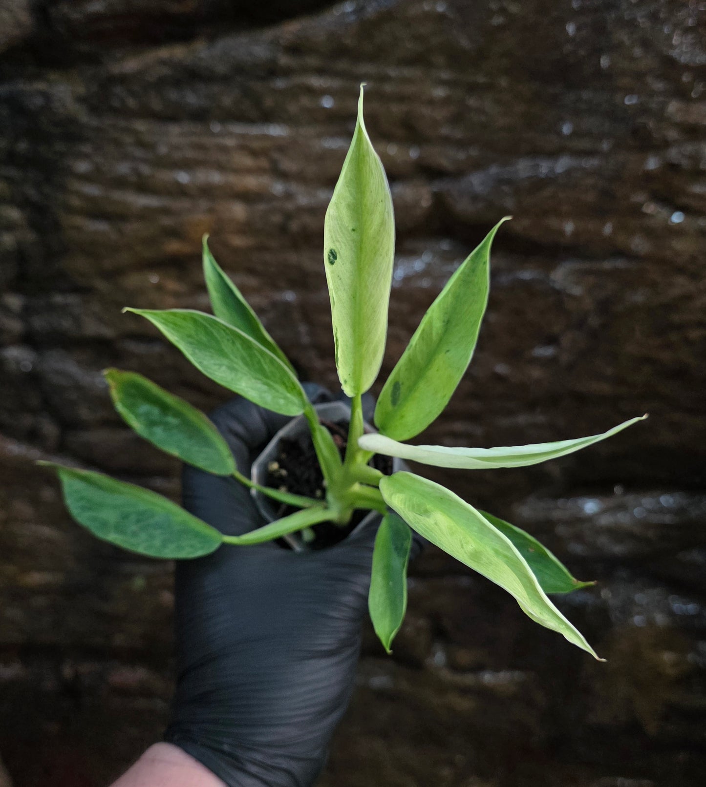 Philodendron Jose buono