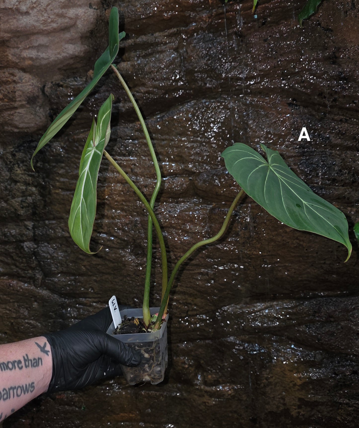 Philodendron Gloriosum "White Veins"