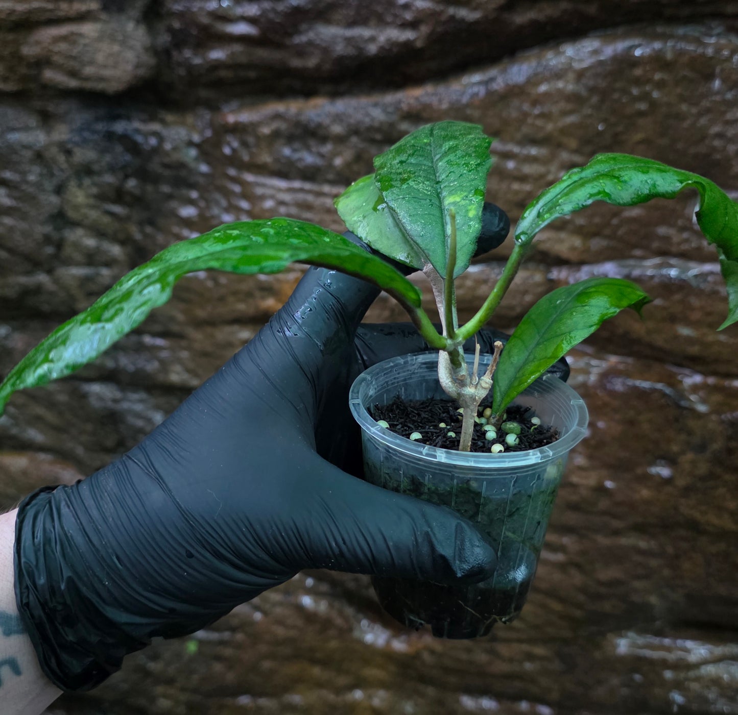 Hoya Nong Nooch IML 1541 H120