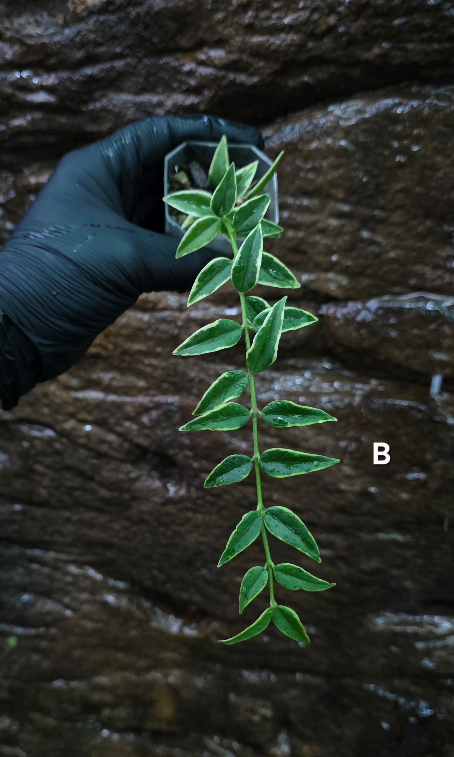 Hoya Bella outer Variegated