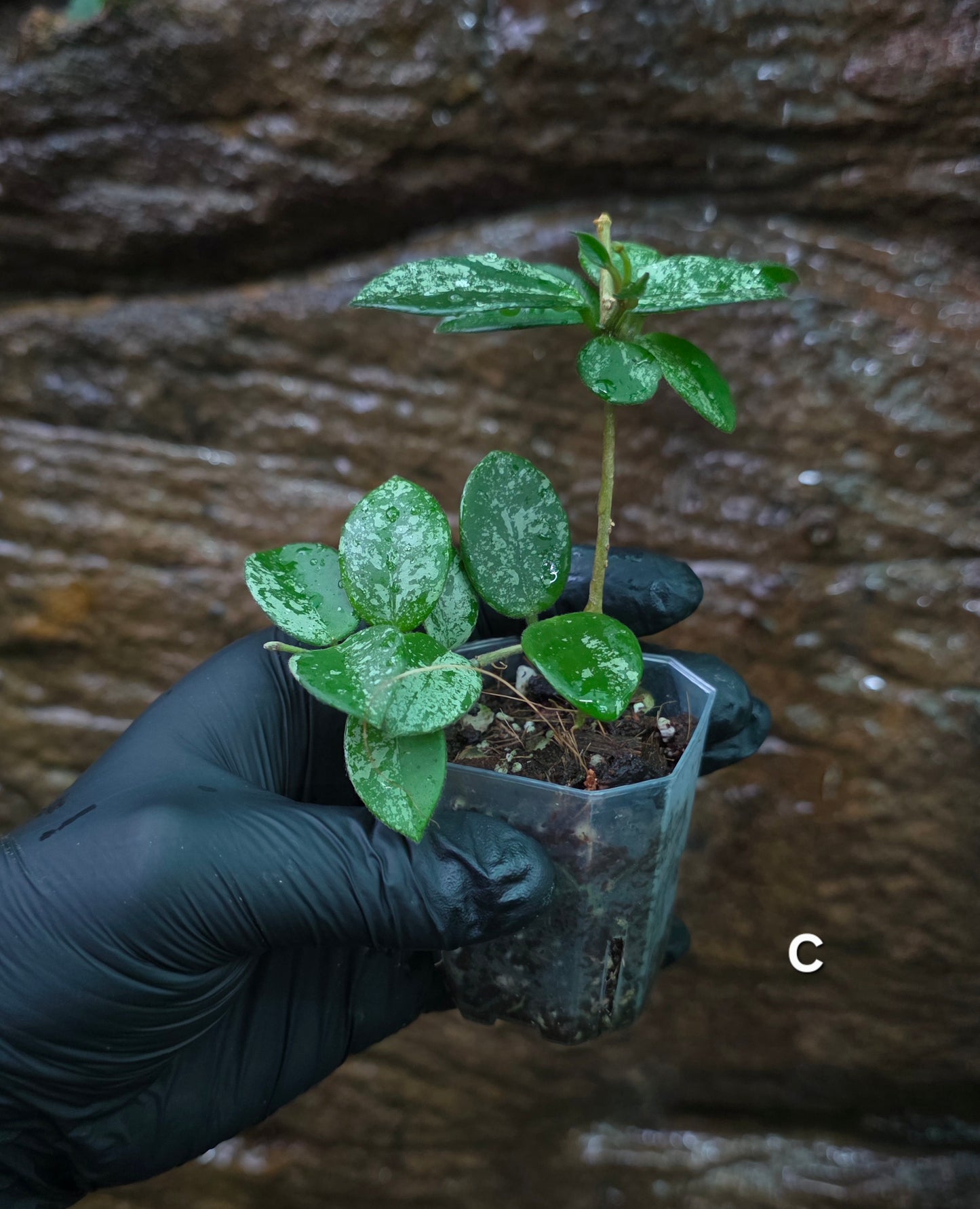 Hoya Mathilde Splash