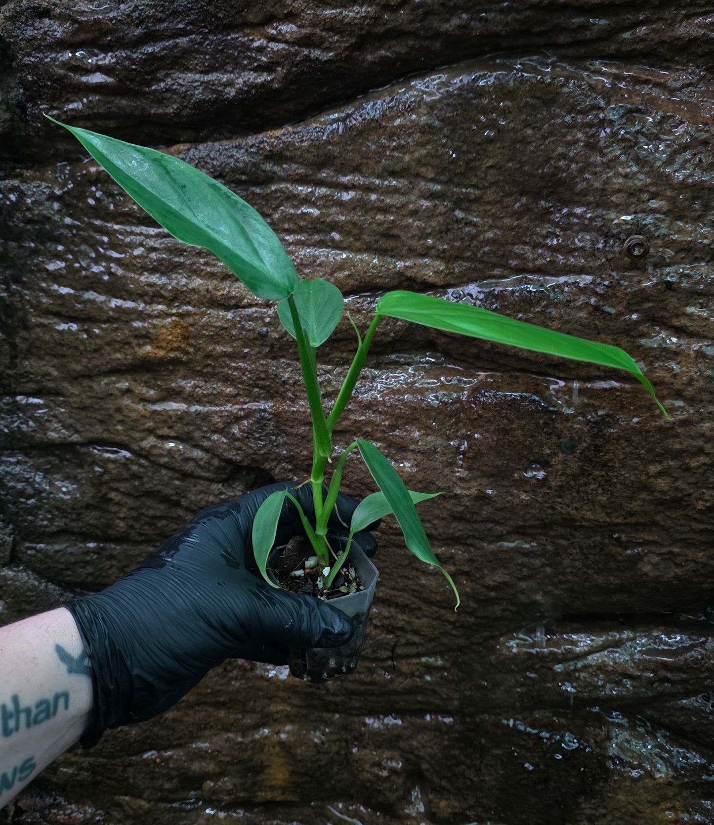 Philodendron Hastatum Green Form