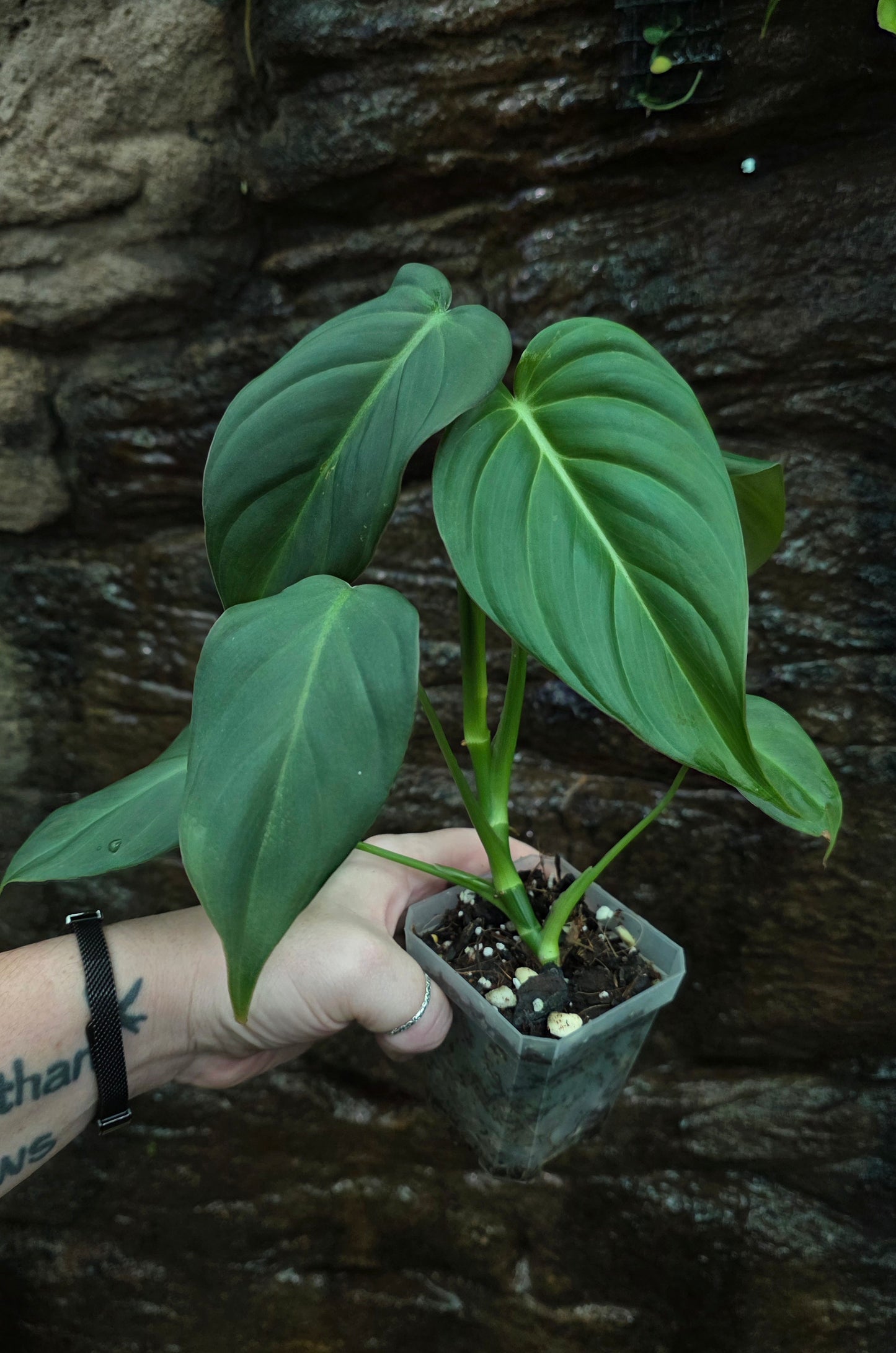* NEW HYBRID * Philodendron Dean McDowell x Glorious