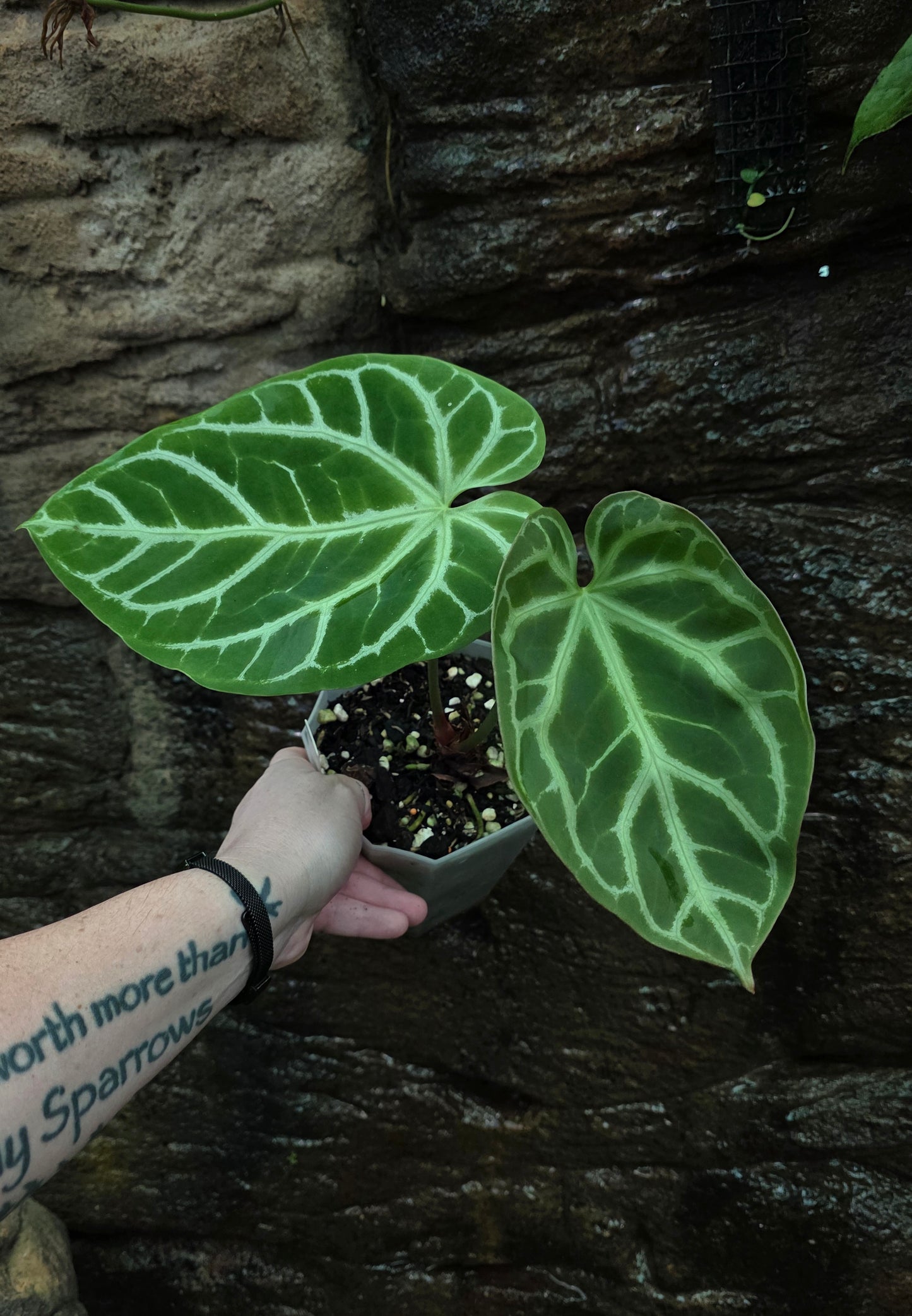 ANTHURIUM Crystallinum "Oasis"