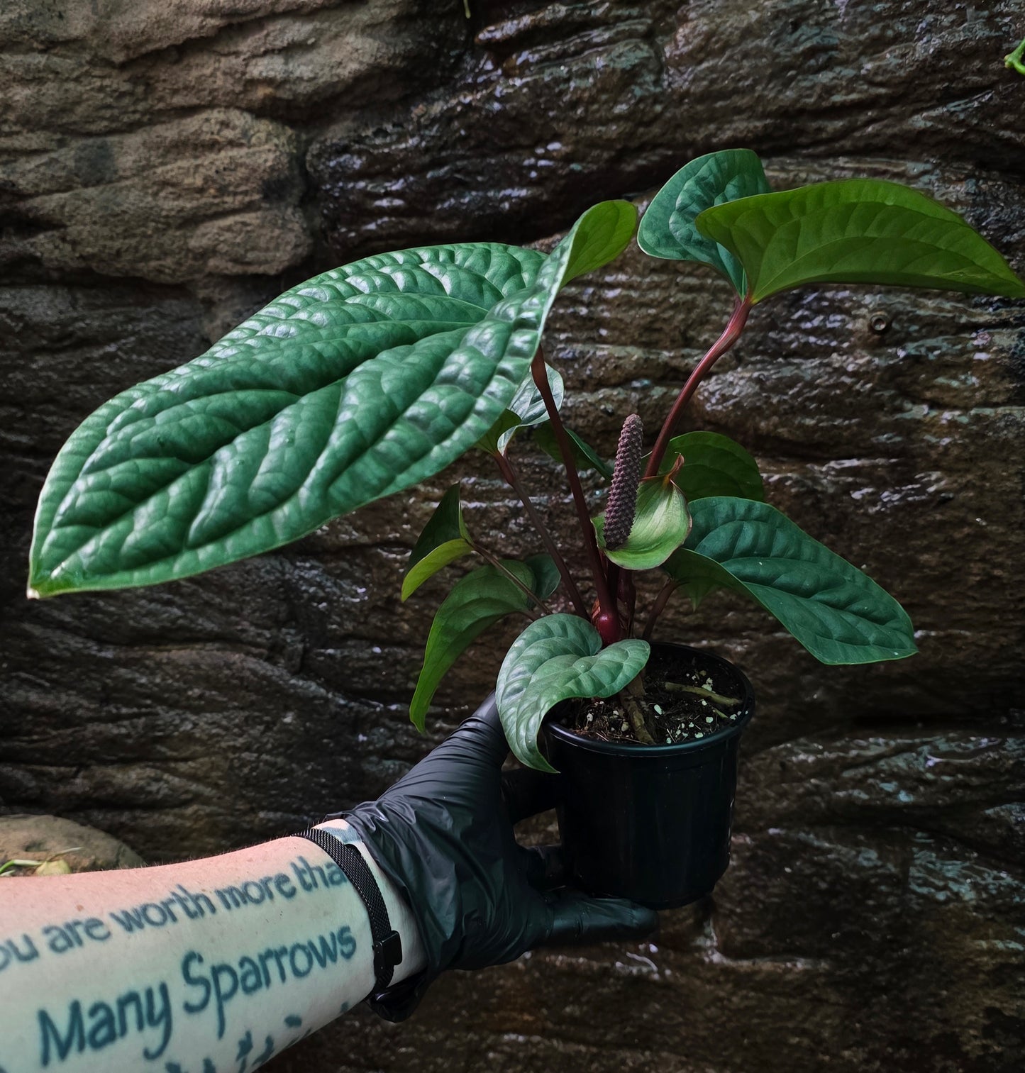 Anthurium Luxurians x Radicans