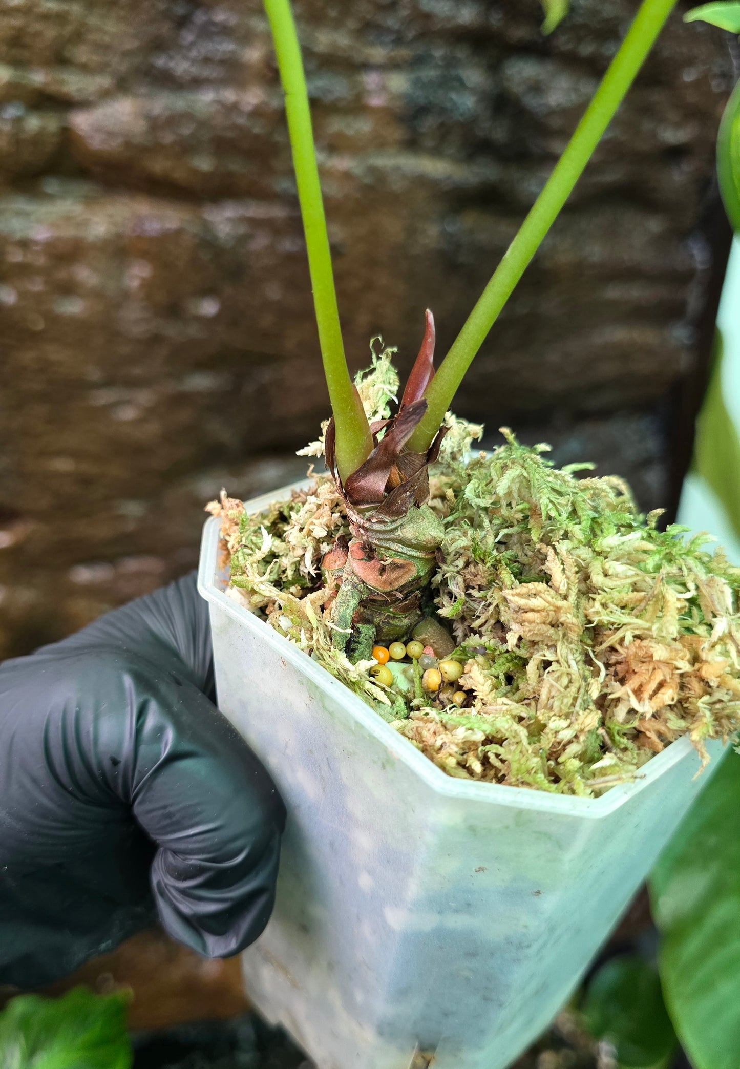 ANTHURIUM Garden velvet x Midnight Velvet