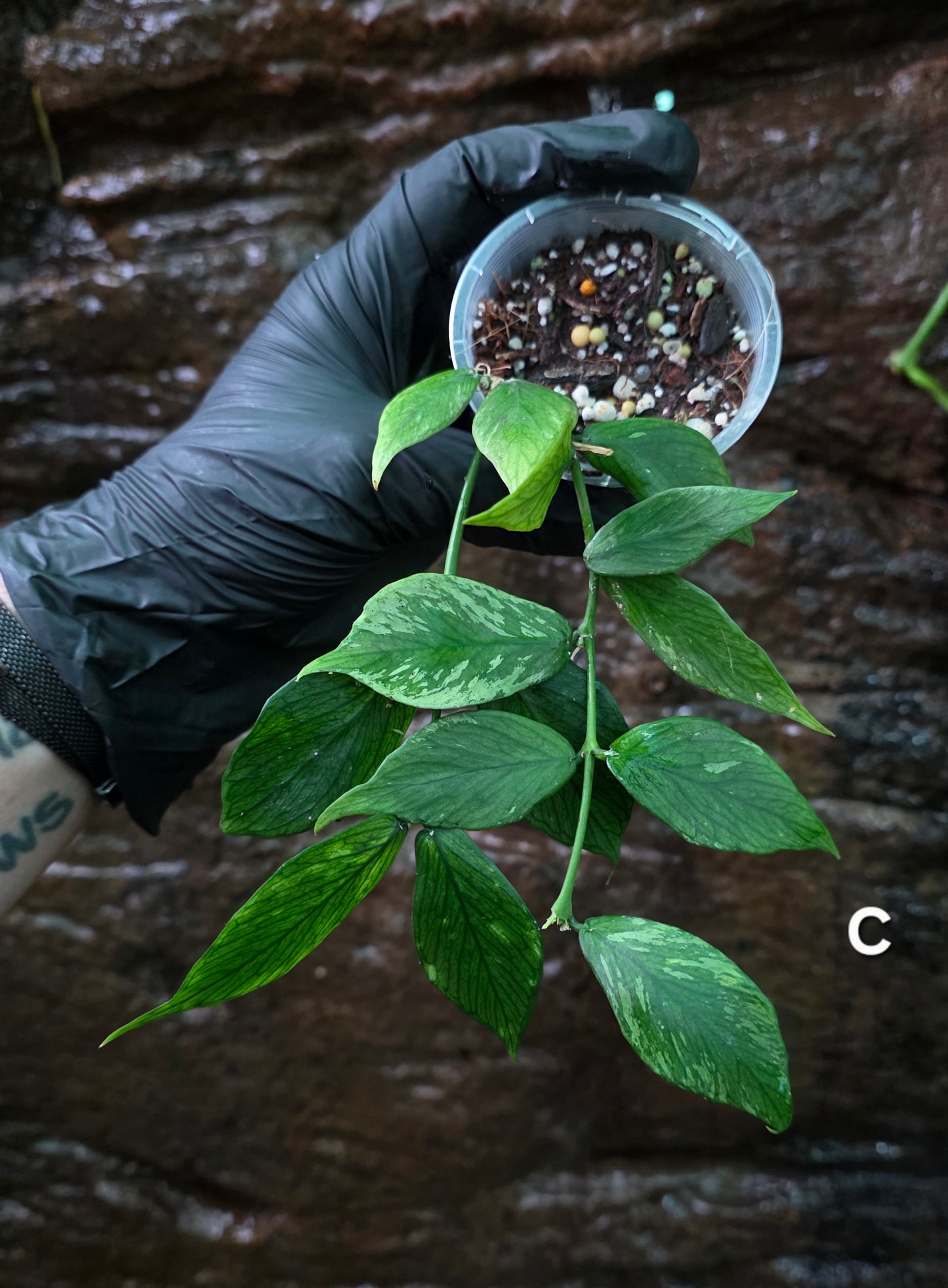 Hoya Polyneura Broget