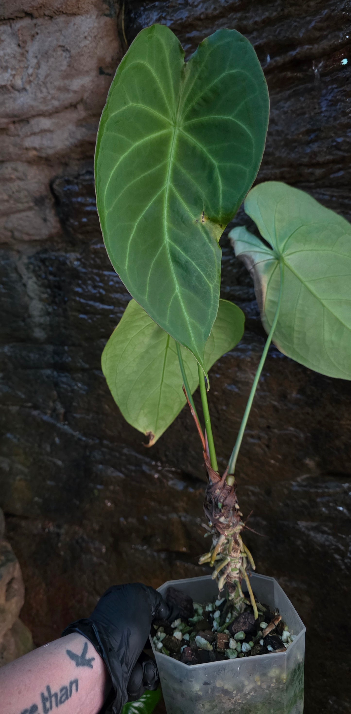 ANTHURIUM Forgetii Hybrid
