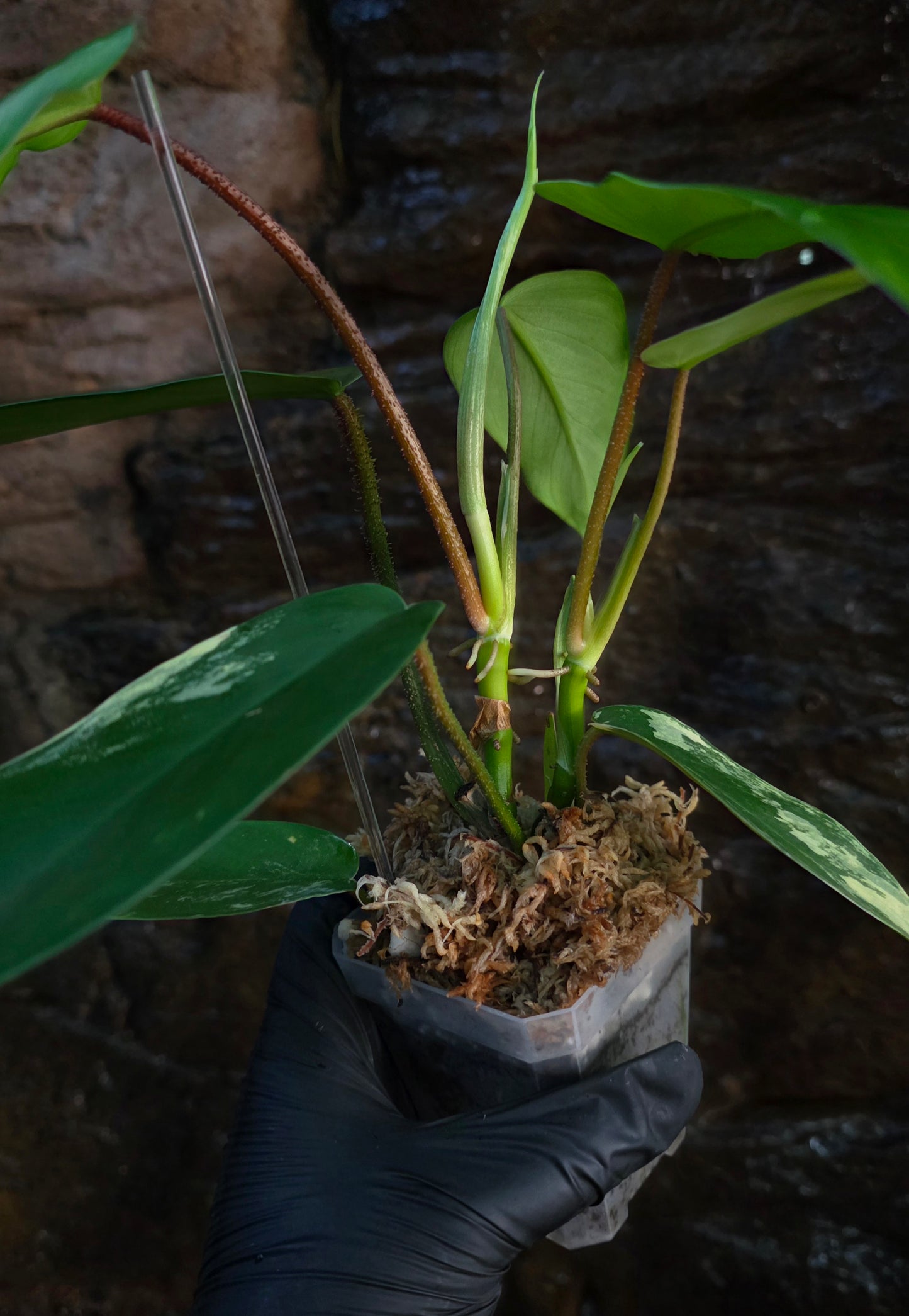 NEW HYBRID* Philodendron Florida Beauty x Squamferium