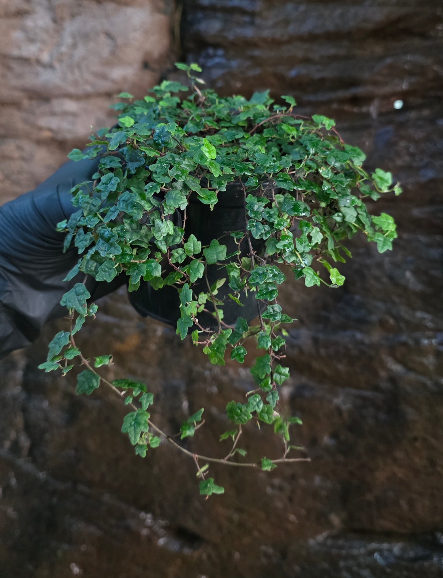 String of frogs / Ficus pumila " Quercifolia " large pot