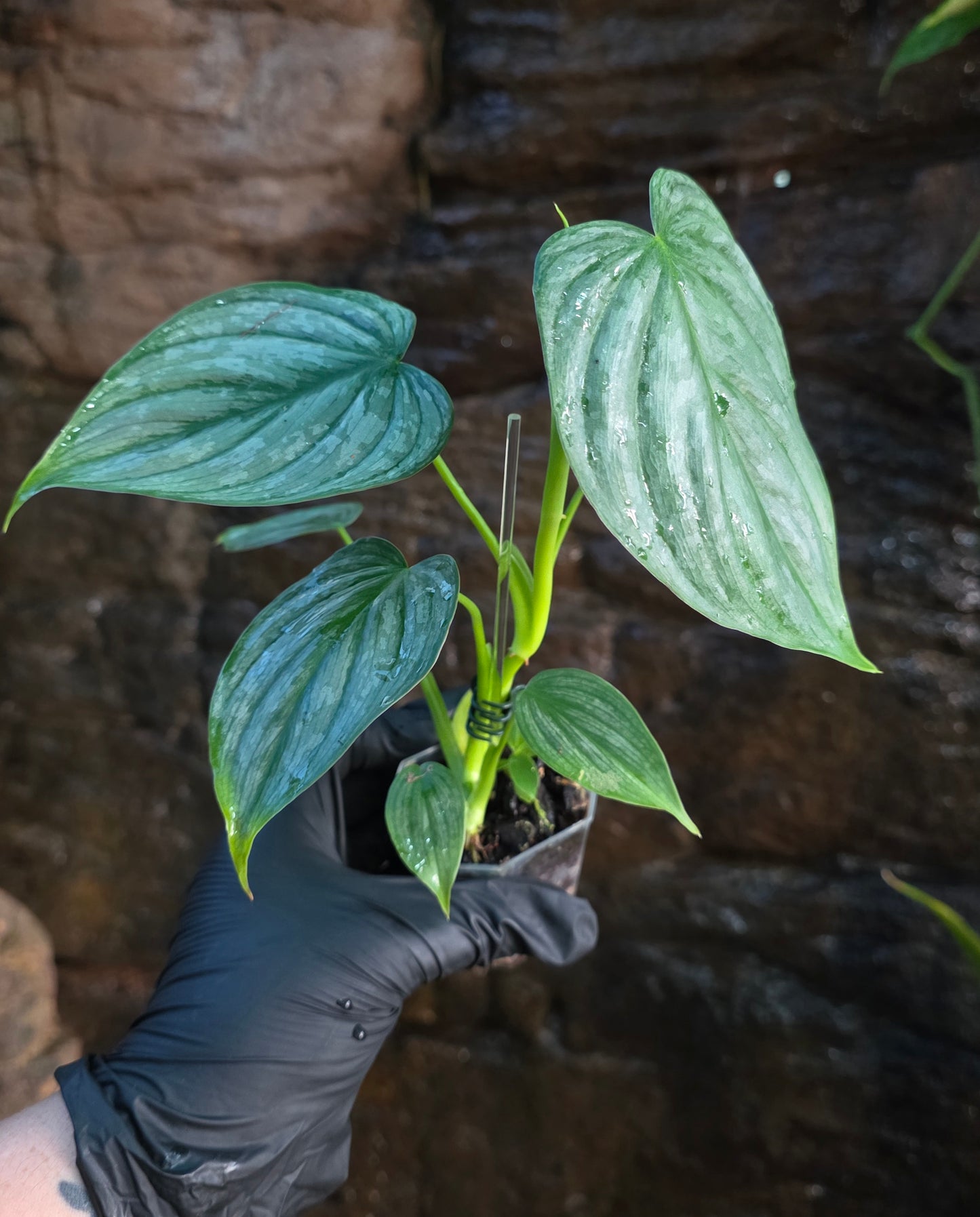 Philodendron Mamei x Brandtianum