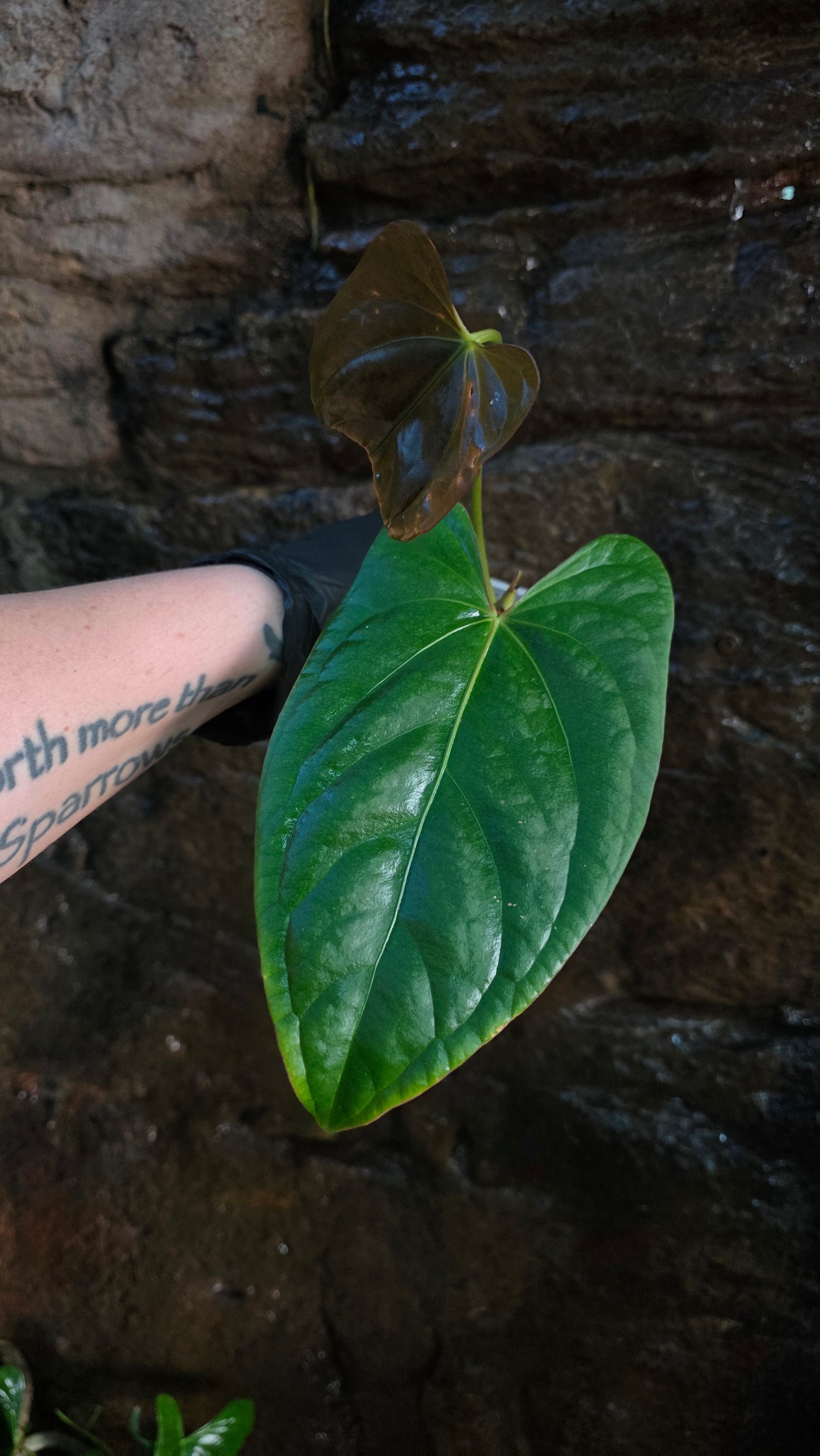 ANTHURIUM Phantom phoenix