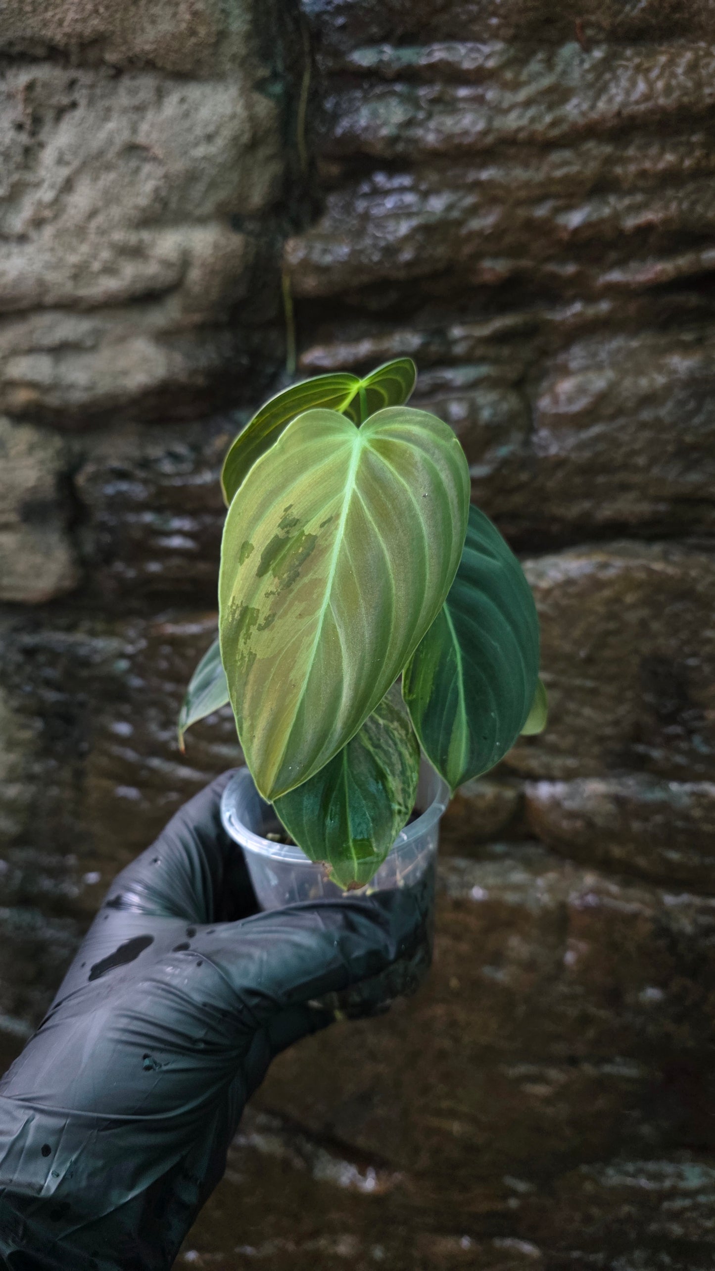 Variegated Philodendron Melanochrysum