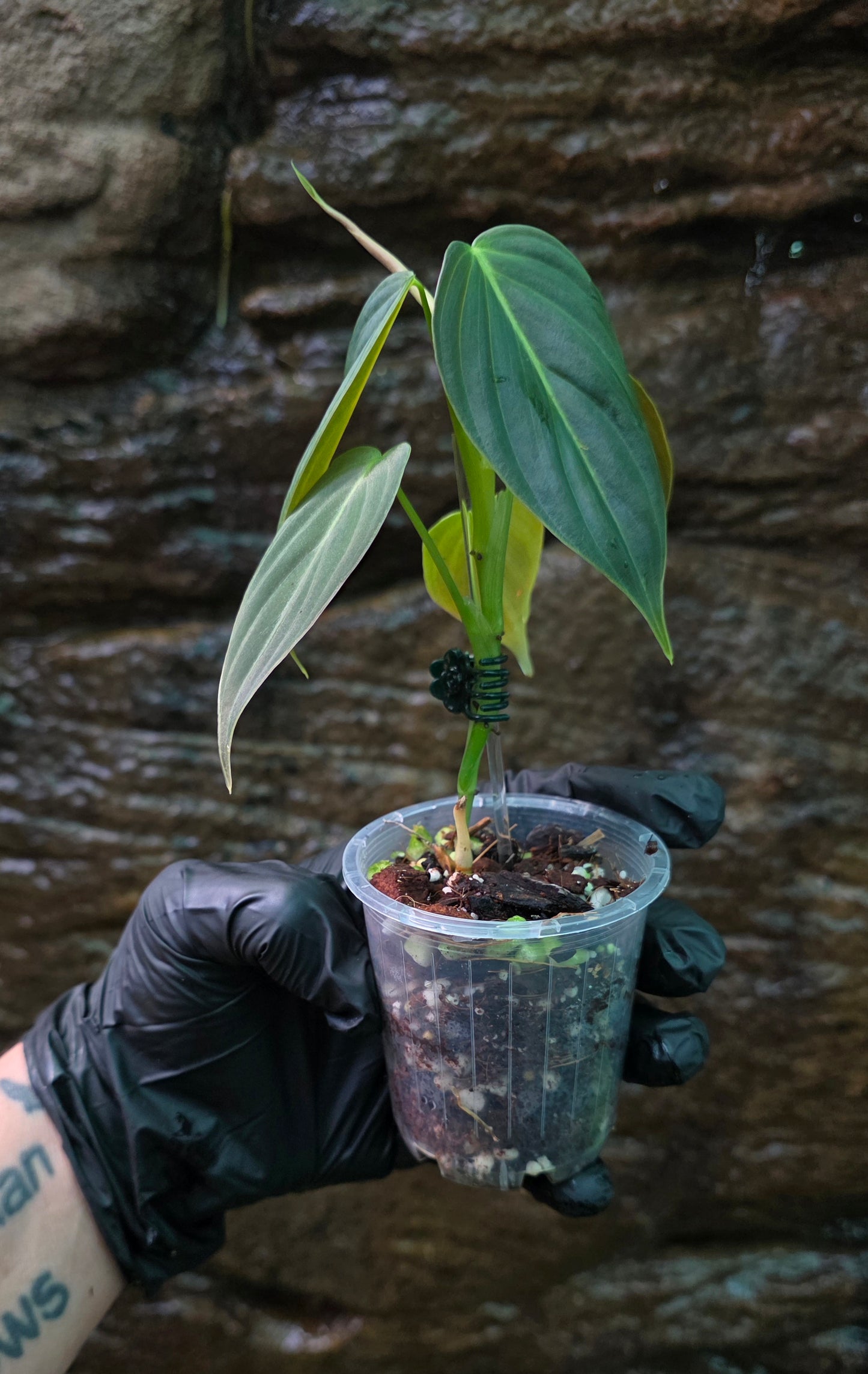NEW HYBRID Philodendron Splendid x Gloriosum