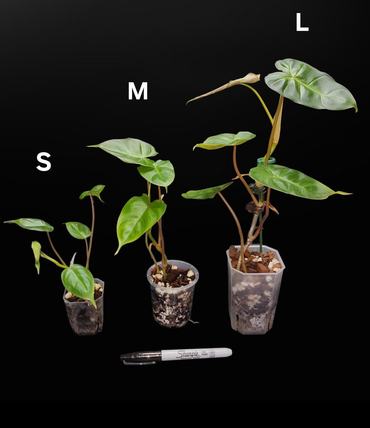 Philodendron Batch I.d " Billicosum " ( Verrucosum x Billietiae) MEDIUM