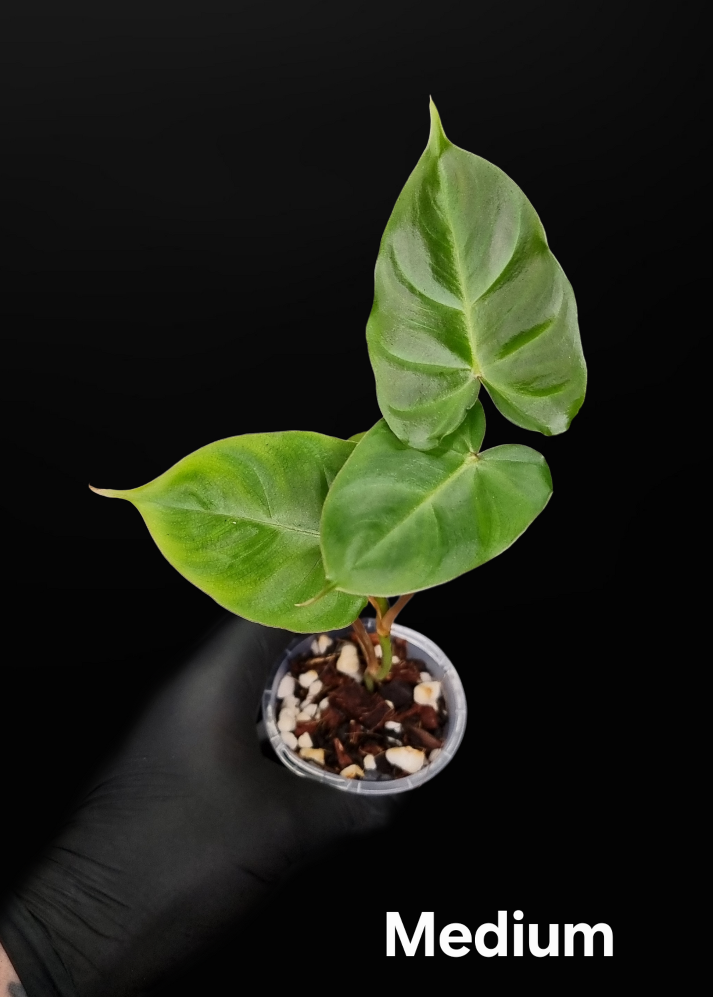 Philodendron Batch I.d " Billicosum " ( Verrucosum x Billietiae) MEDIUM